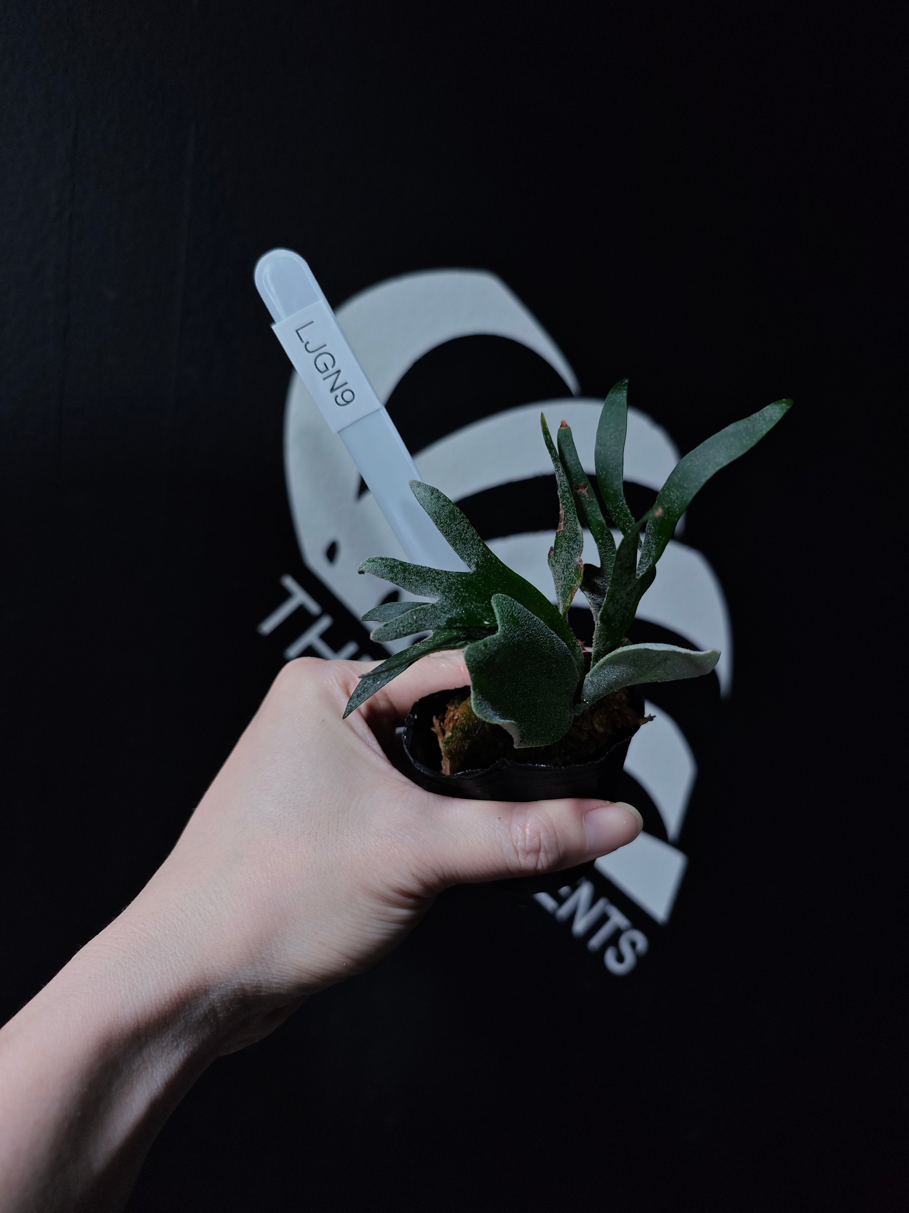 Platycerium Willinckii Dwarf “Jade Gril” Sporeling - thebasements.com