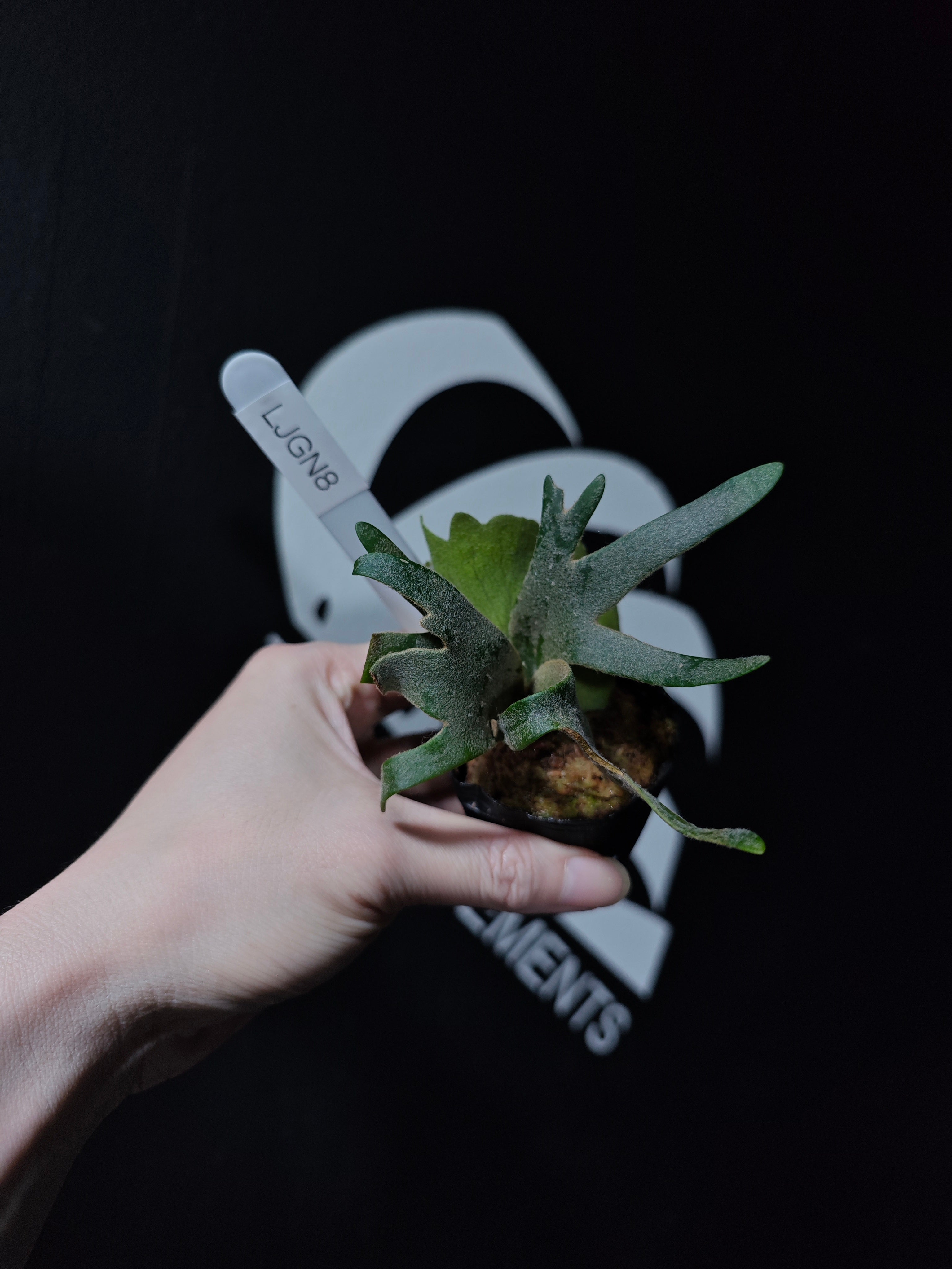 Platycerium Willinckii Dwarf “Jade Gril” Sporeling - thebasements.com