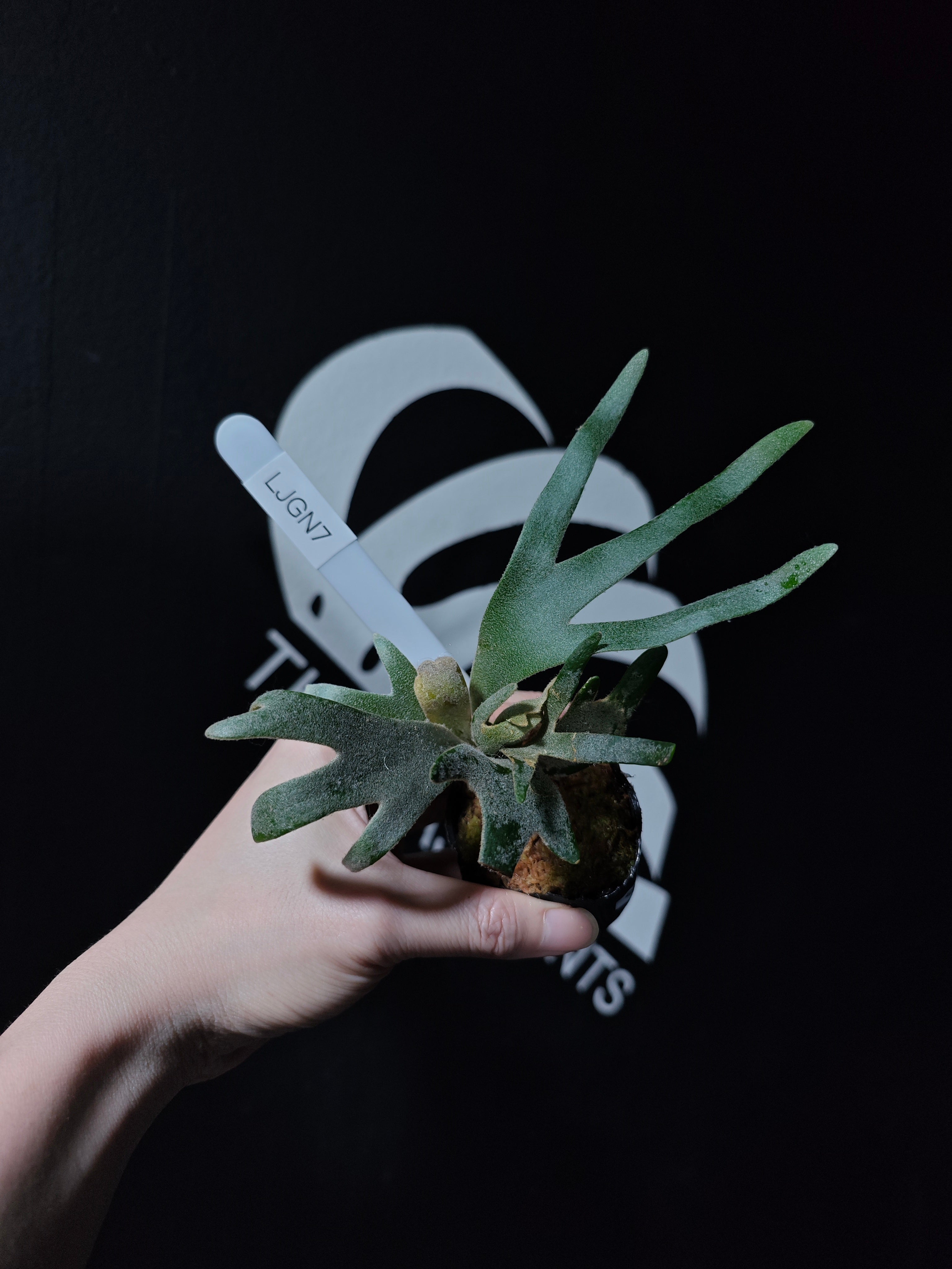 Platycerium Willinckii Dwarf “Jade Gril” Sporeling - thebasements.com