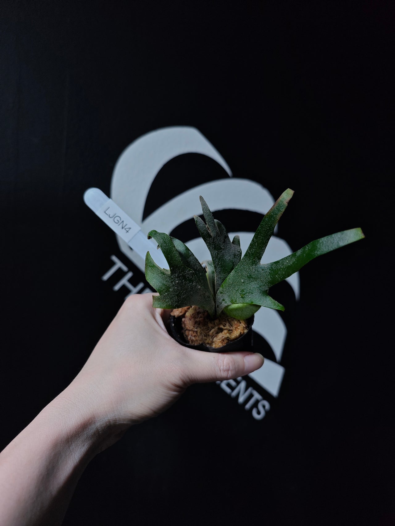 Platycerium Willinckii Dwarf “Jade Gril” Sporeling