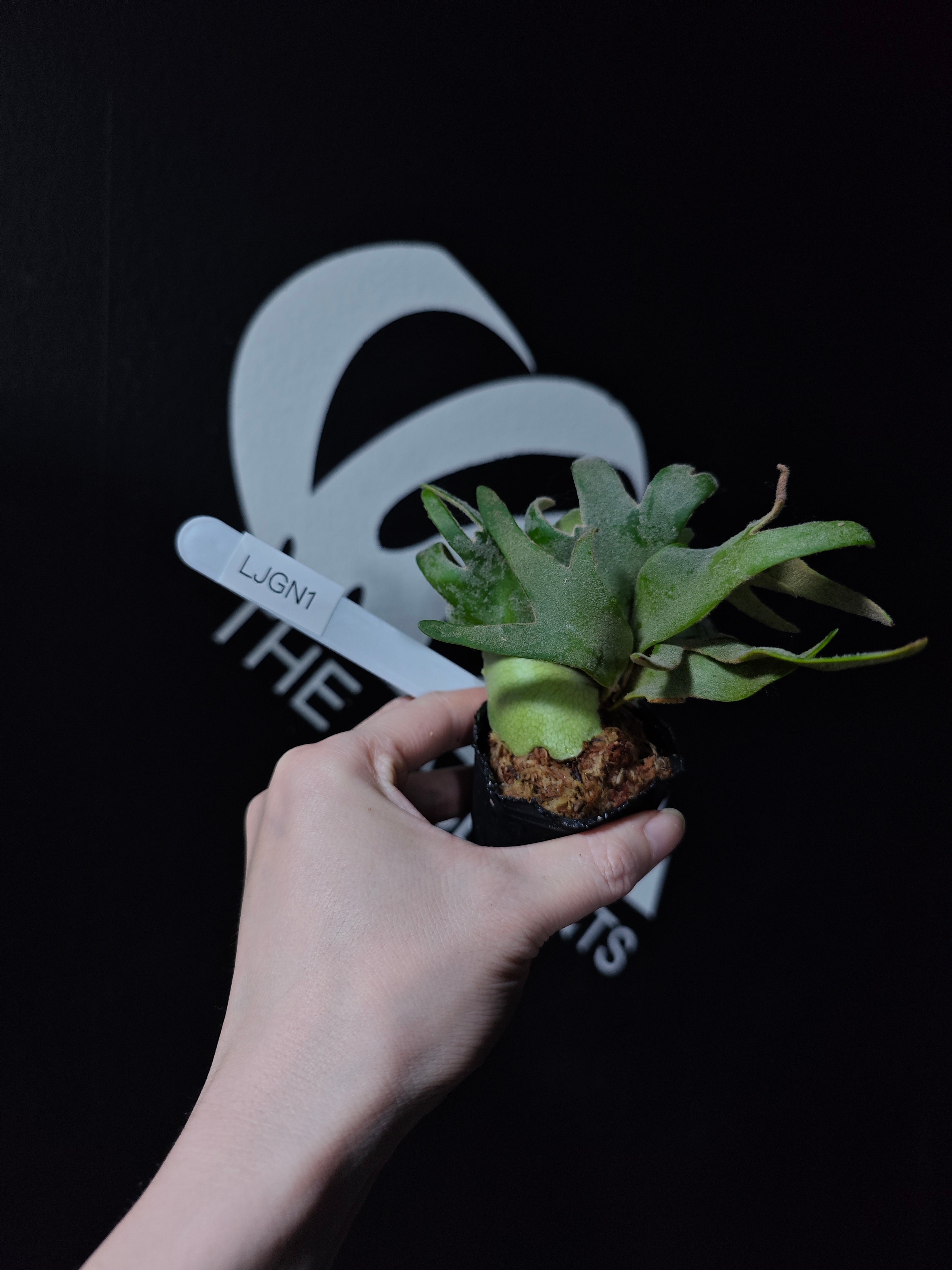 Platycerium Willinckii Dwarf “Jade Gril” Sporeling - thebasements.com