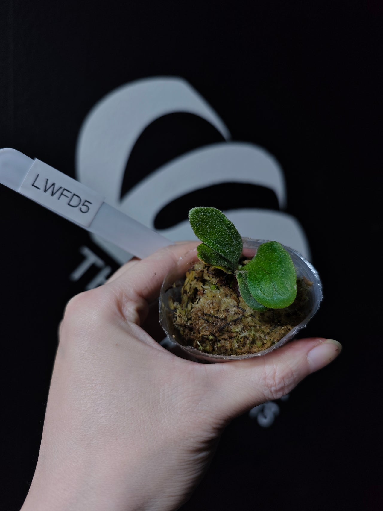 Platycerium Willinckii "Fishbone" Dwarf