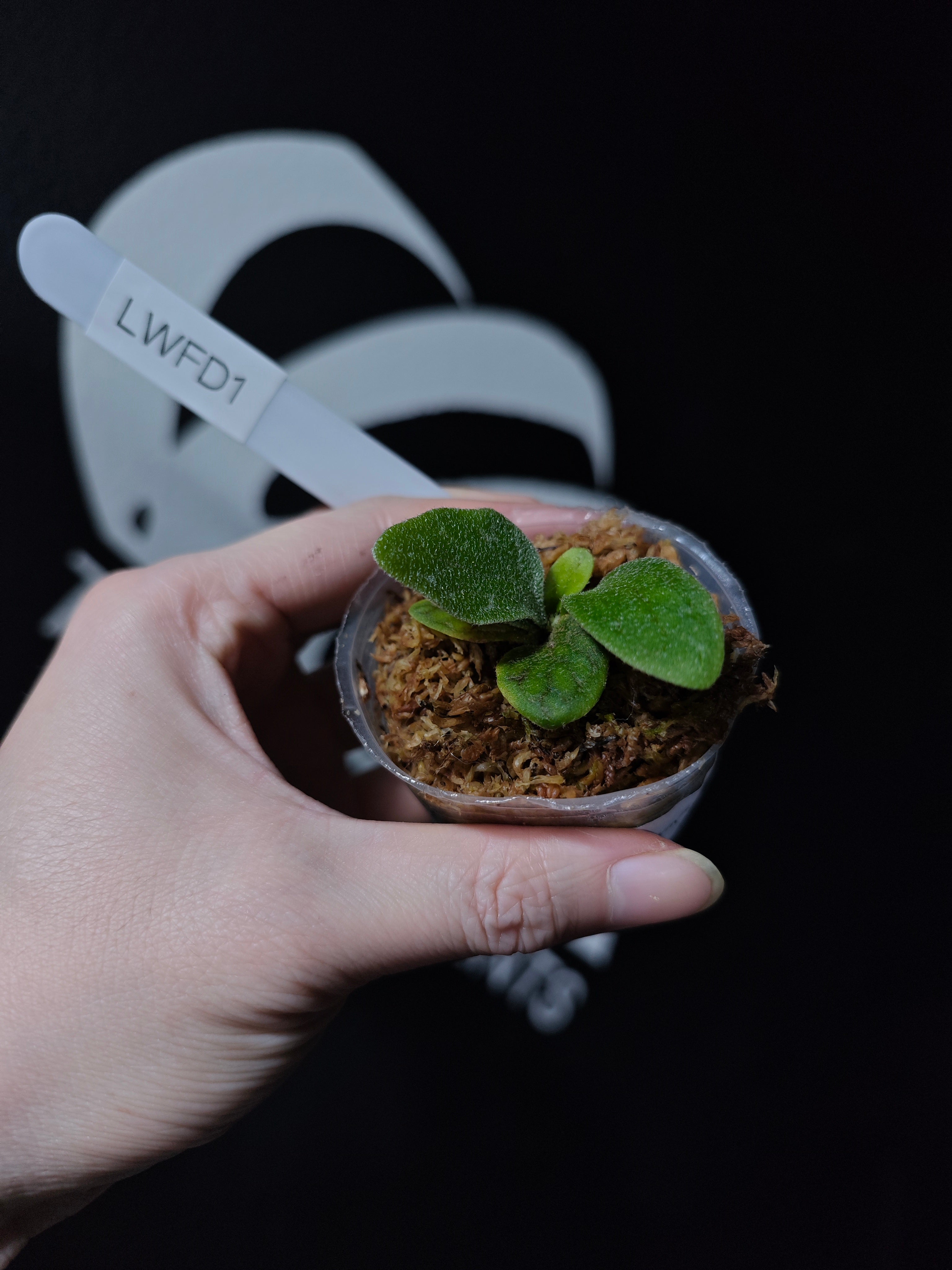 Platycerium Willinckii “Watchara” Spore 