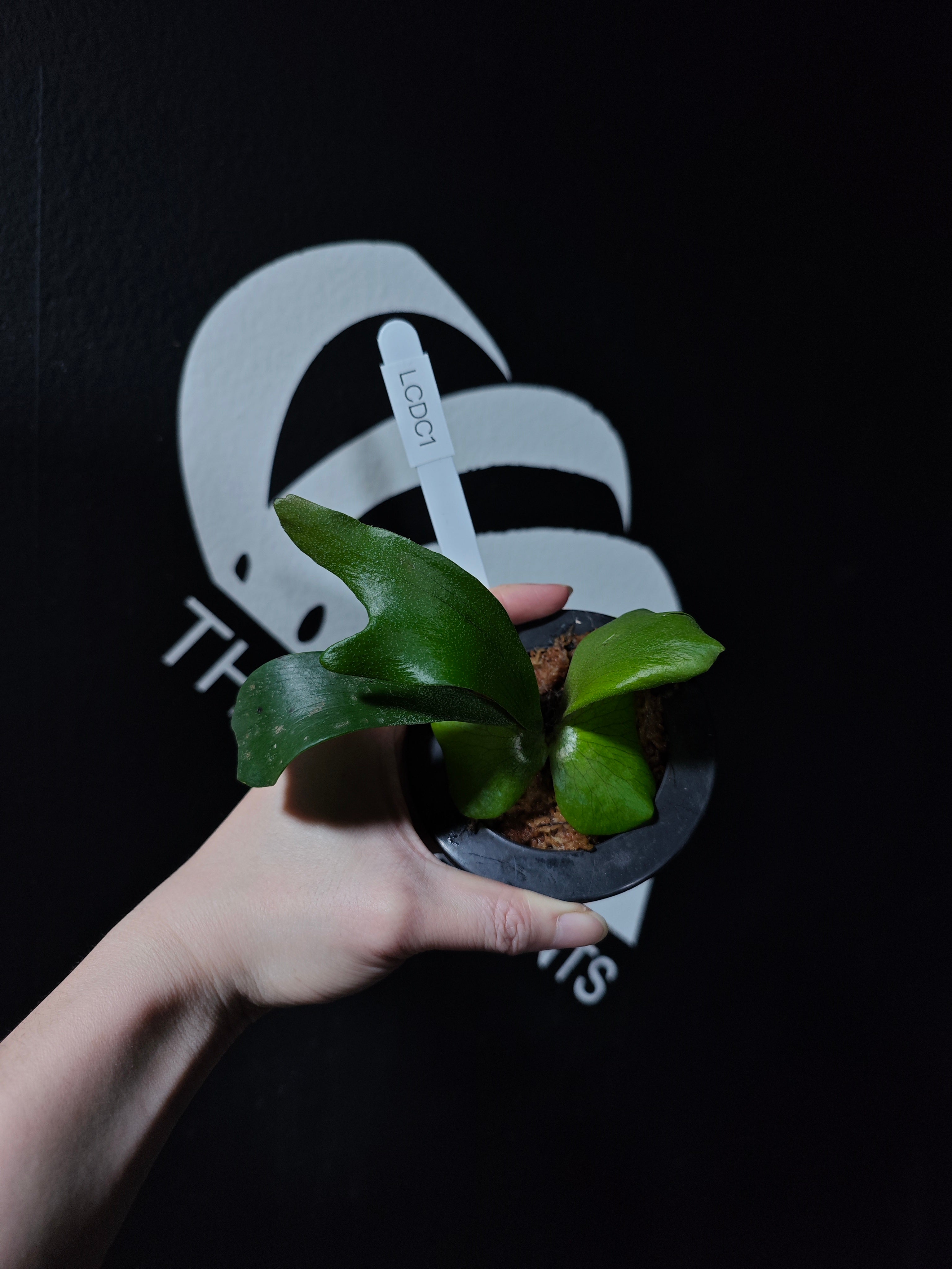 ビカクシダ - thebasements.com