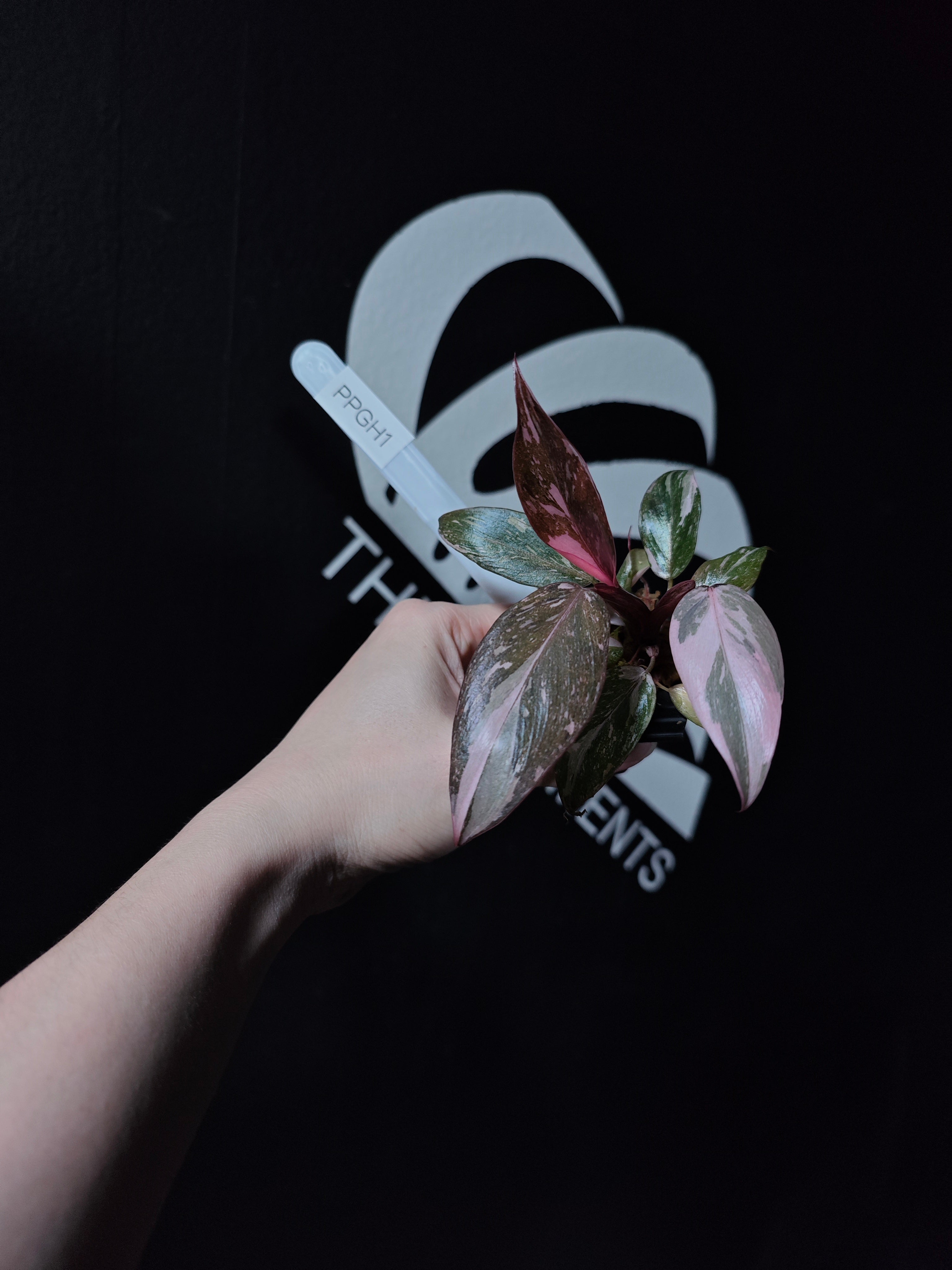 Philodendron Pink Princess Galaxy - thebasements.com