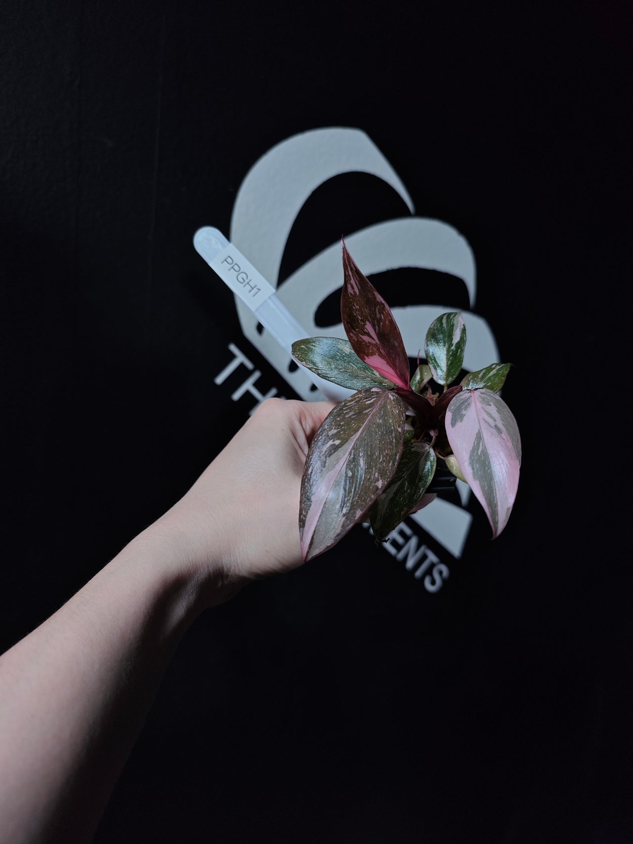 Philodendron Pink Princess Galaxy