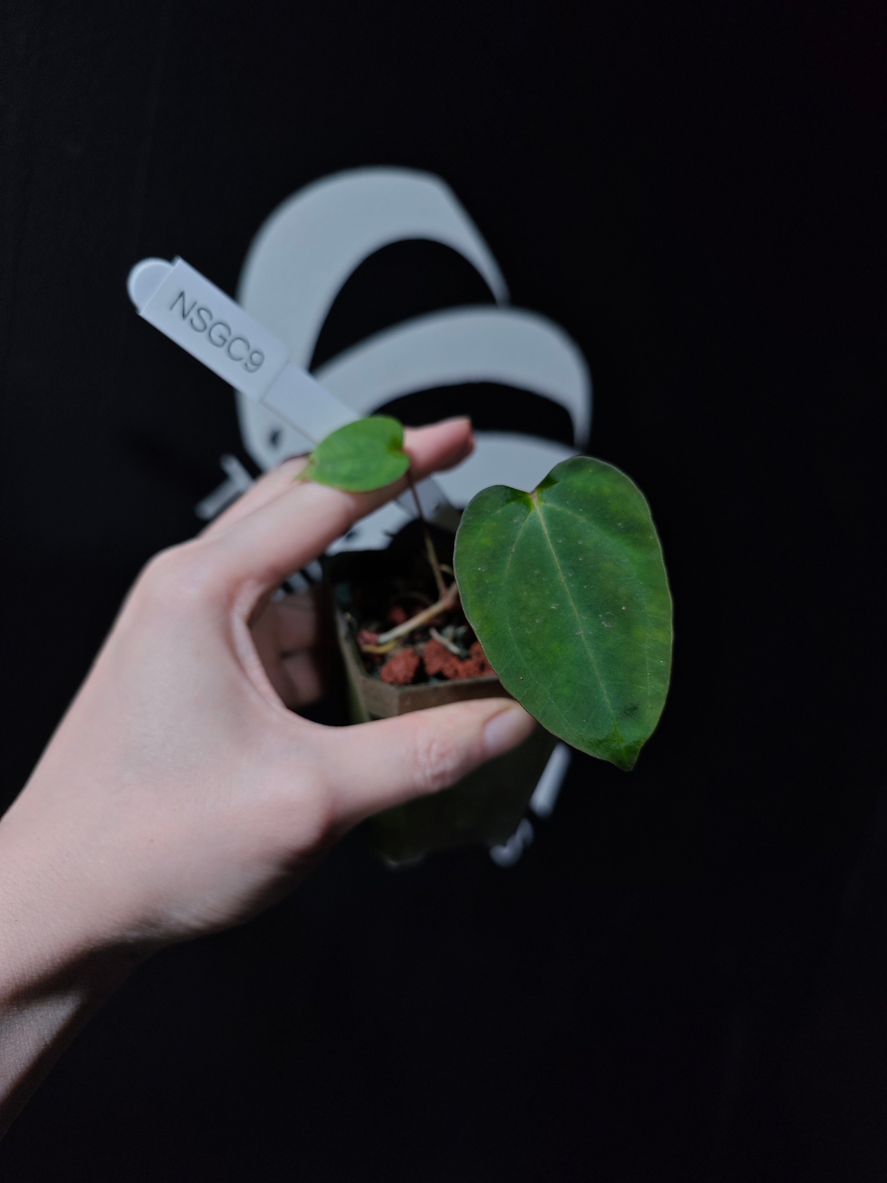 Anthurium Papilliaminum Variegated X Subsignatum Seeding