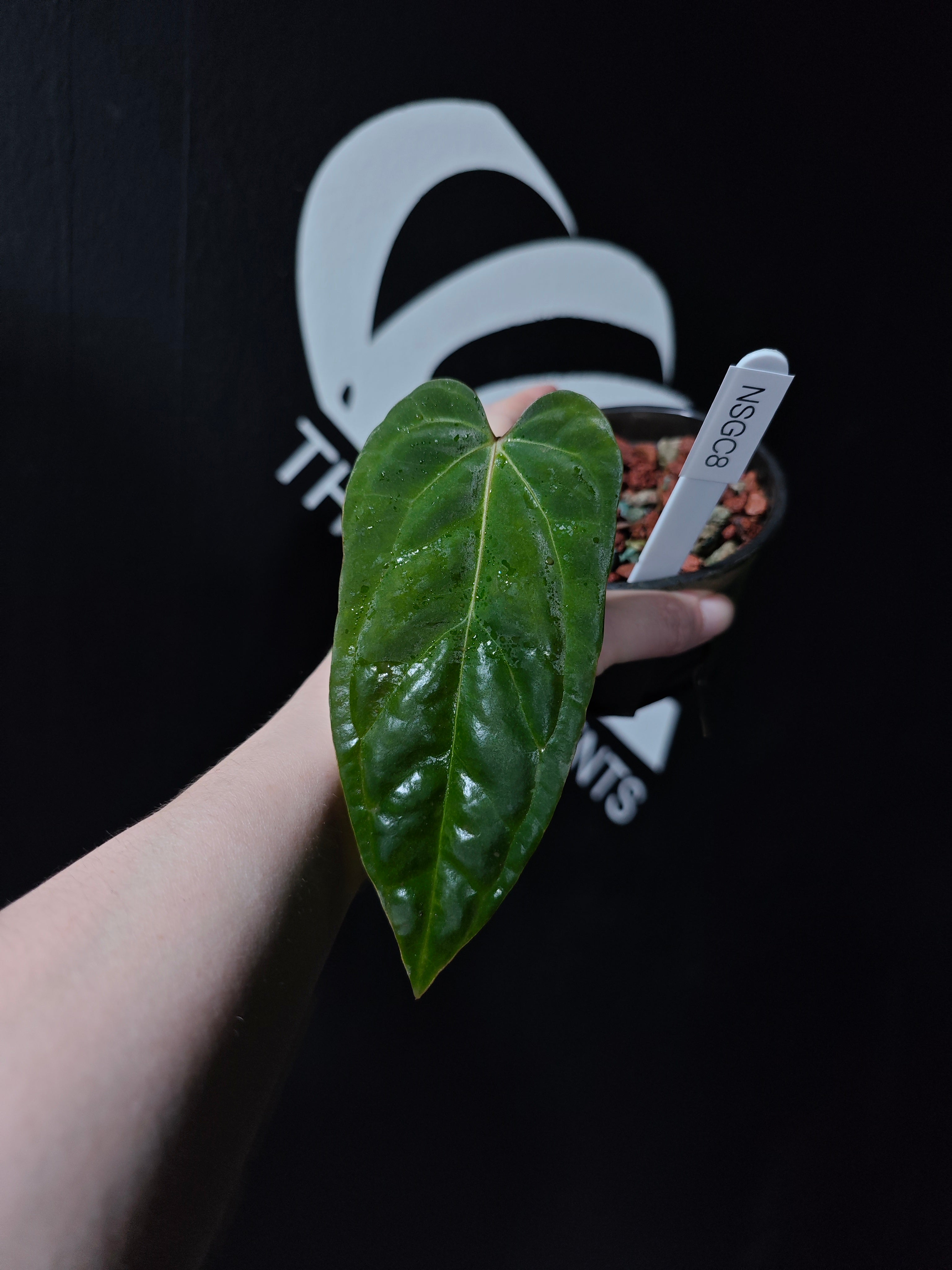 Anthurium Papilliaminum Variegated X Subsignatum Seeding