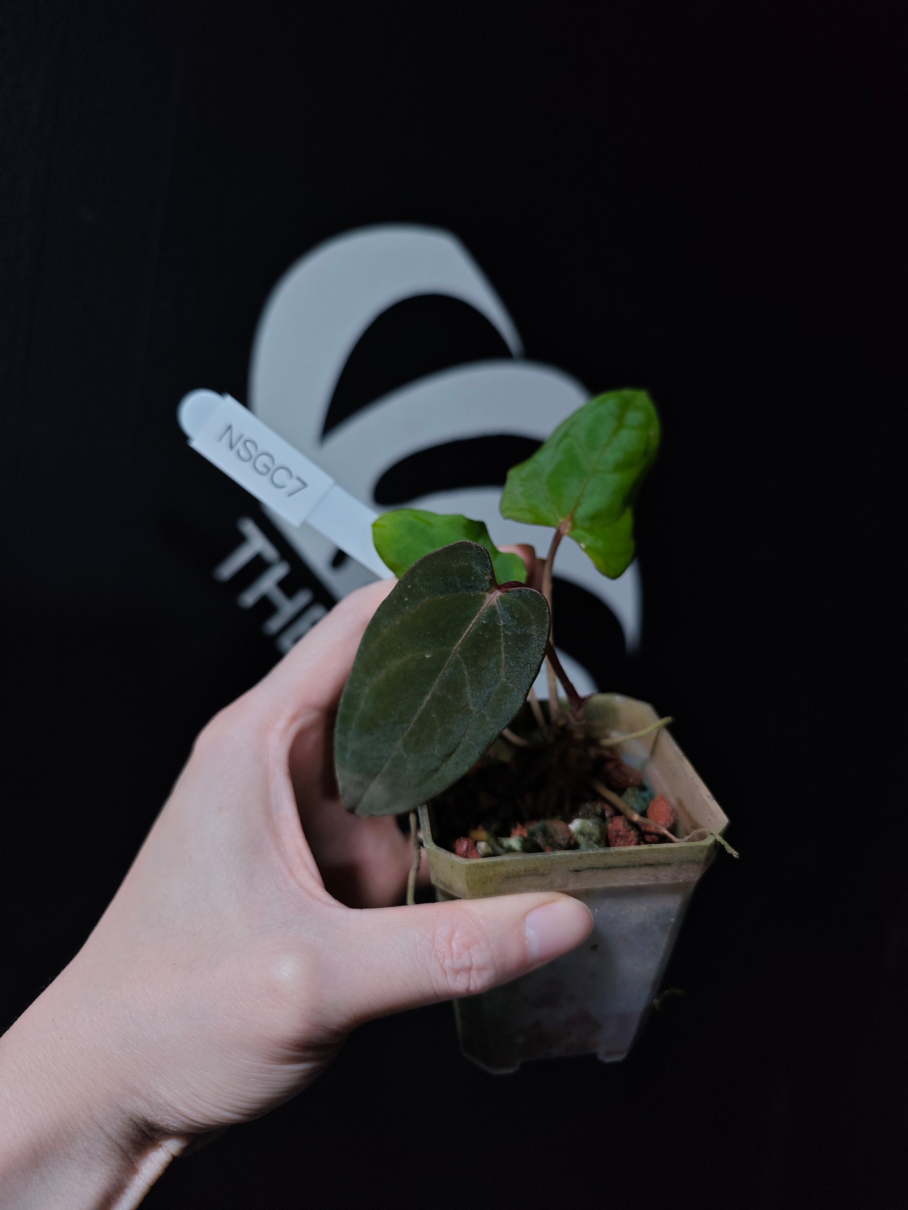 その他観葉植物 hapiAnthurium subsignatum Anthurium Papilliaminum Variegated X Subsignatum Seeding