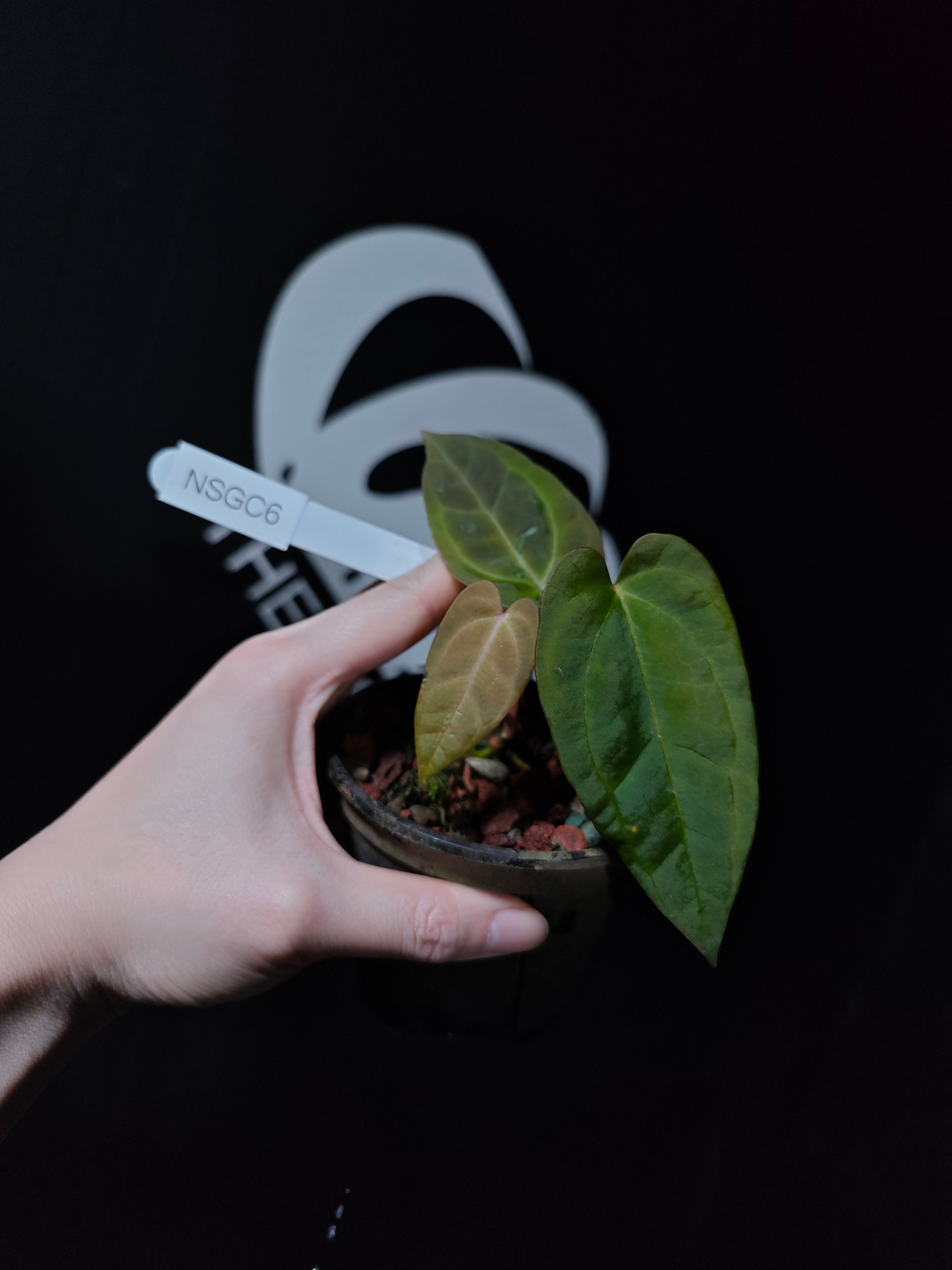 その他観葉植物 hapiAnthurium subsignatum Anthurium Papilliaminum Variegated X Subsignatum Seeding