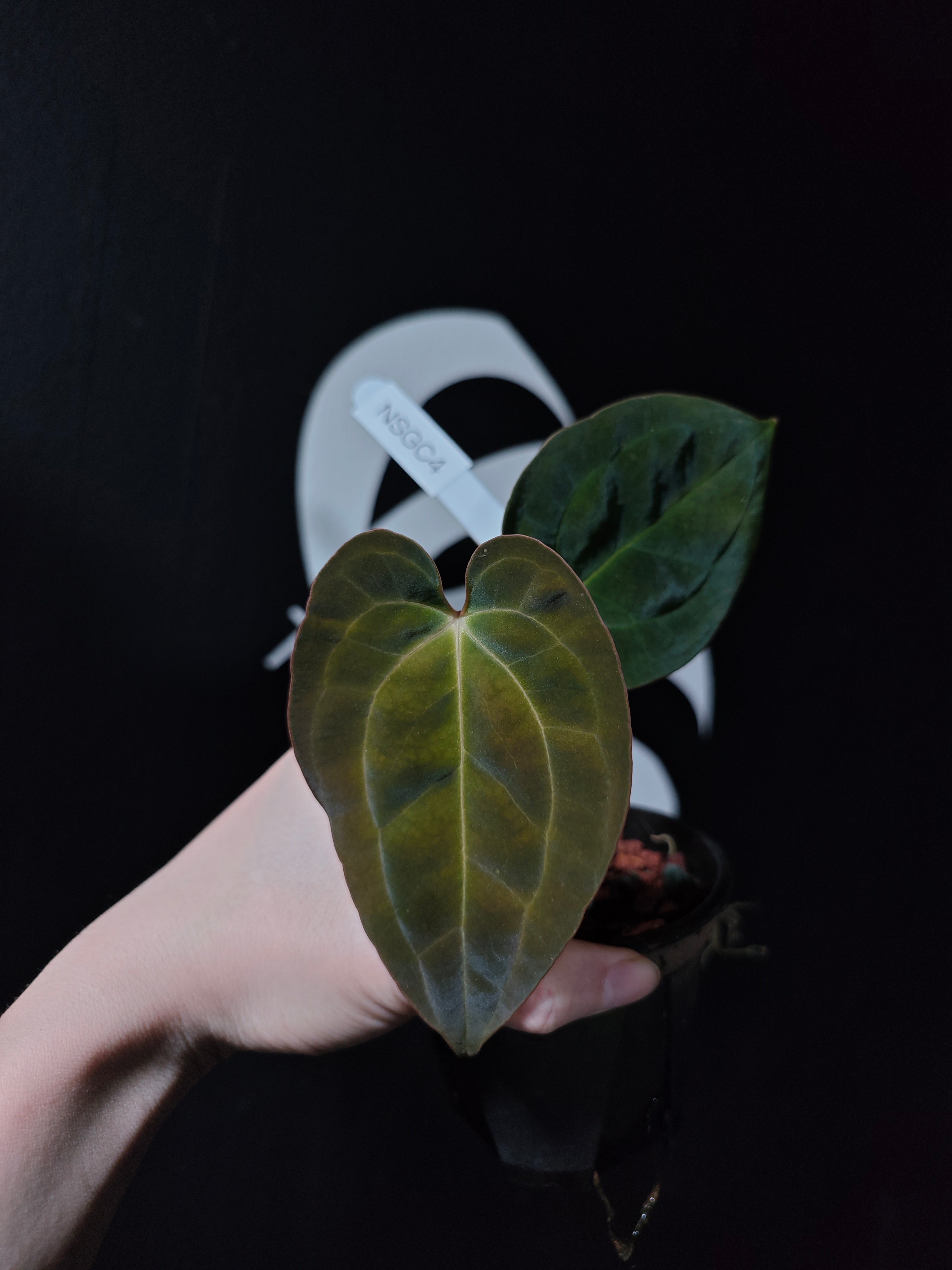 Anthurium Papilliaminum Variegated X Subsignatum Seeding