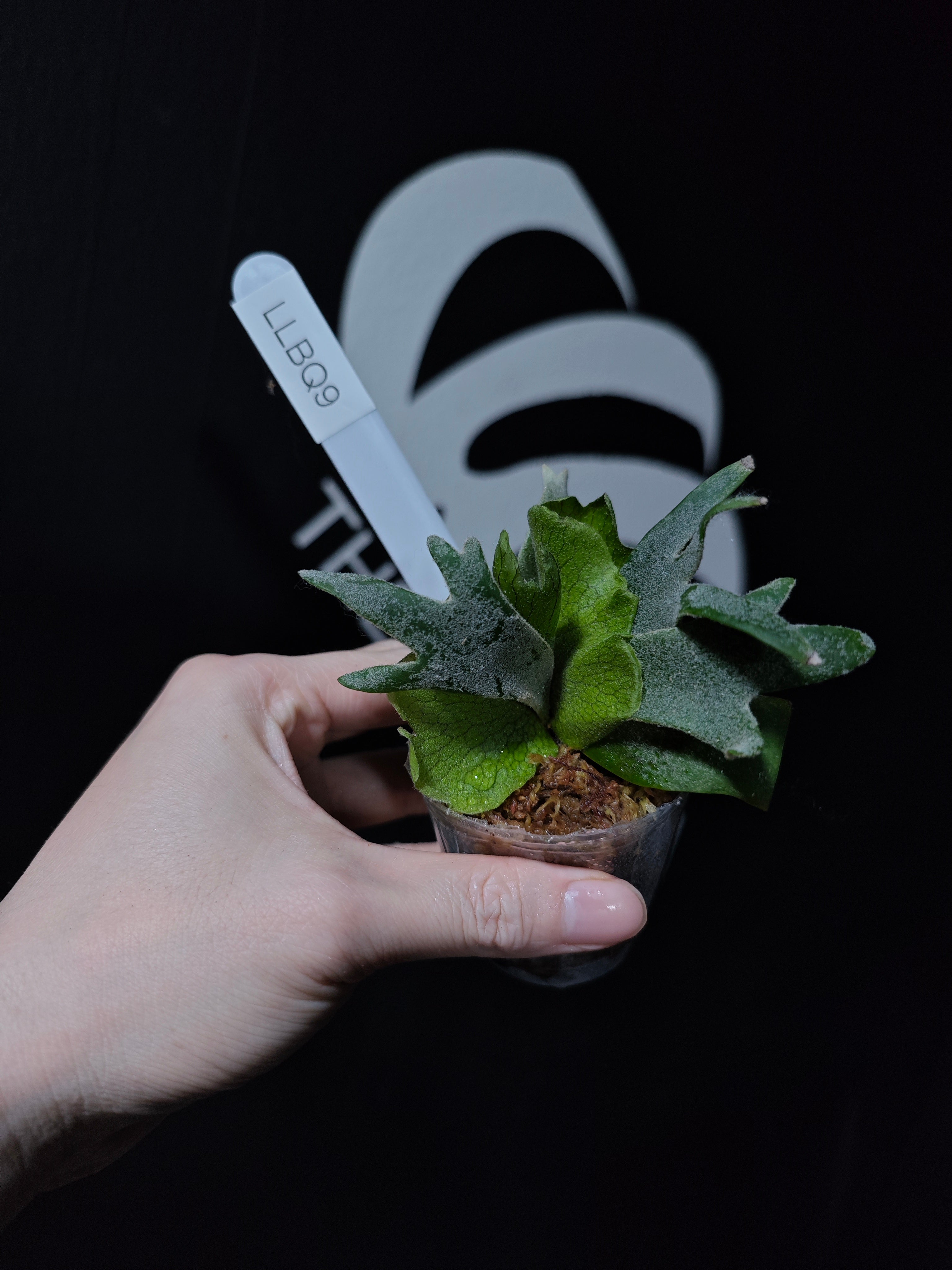 Platycerium Willinckii Dwarf “Bacteria” Sporeling - thebasements.com