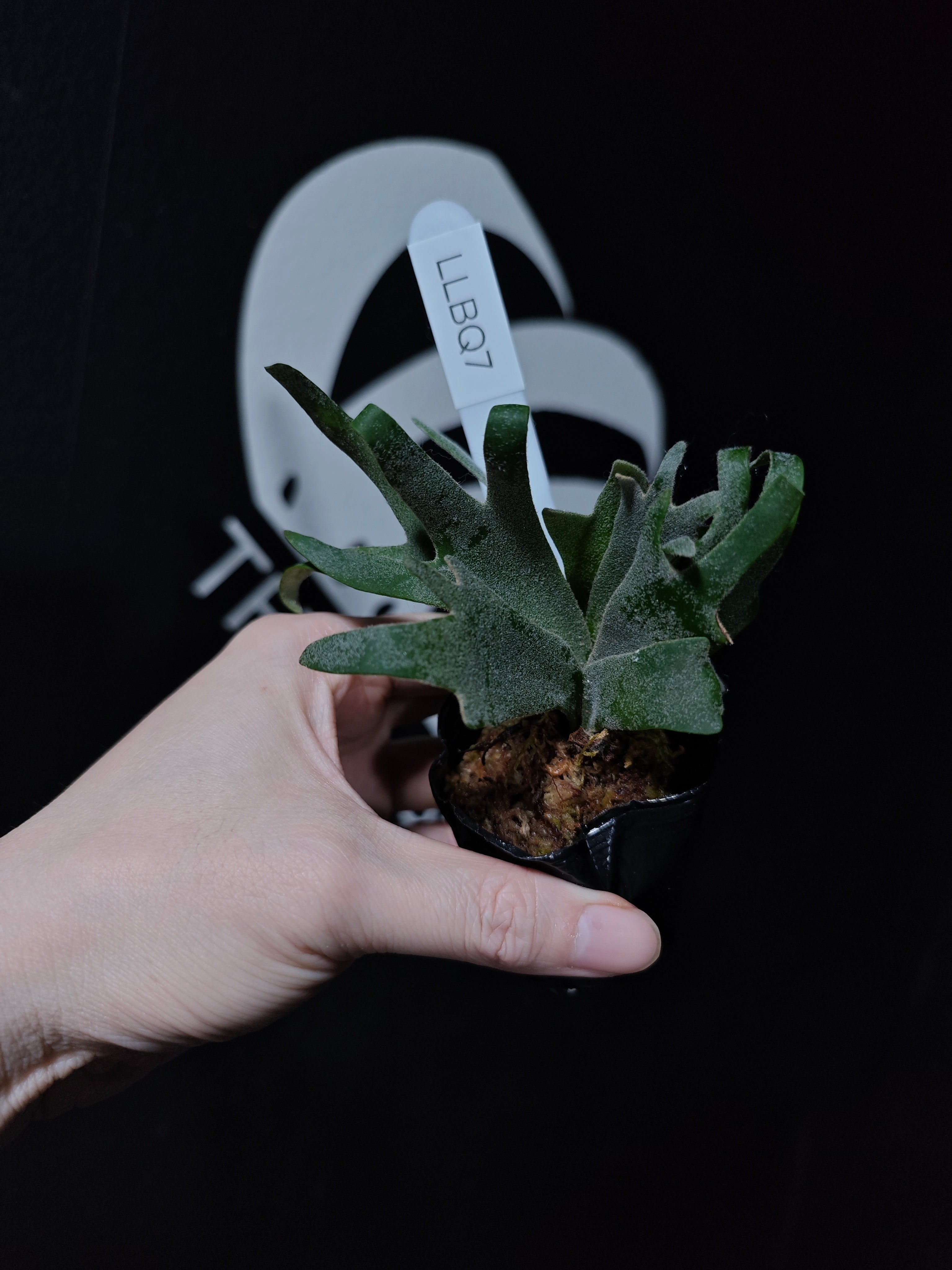 Platycerium Willinckii Dwarf “Bacteria” Sporeling - thebasements.com