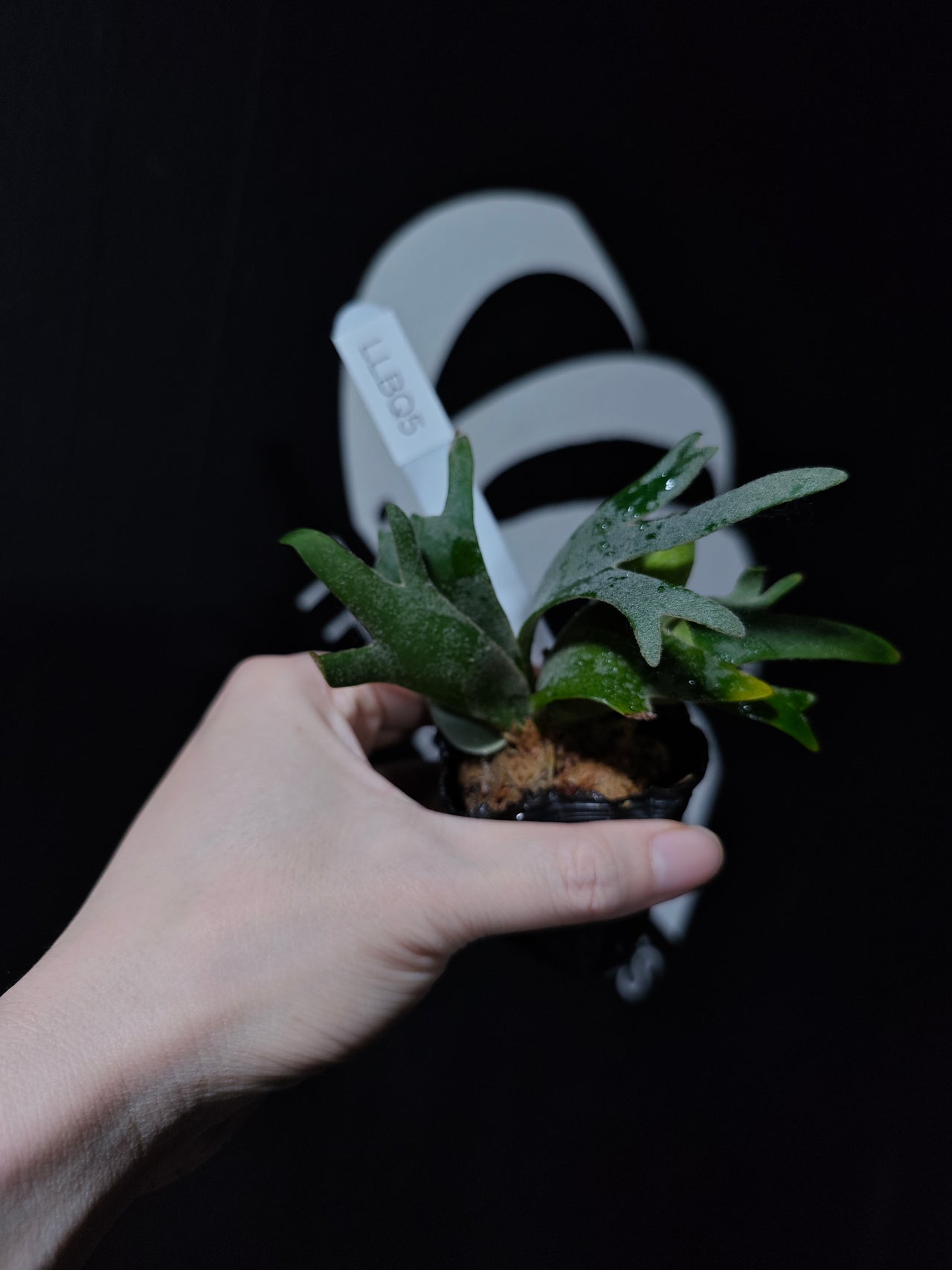 Platycerium Willinckii Dwarf “Bacteria” Sporeling