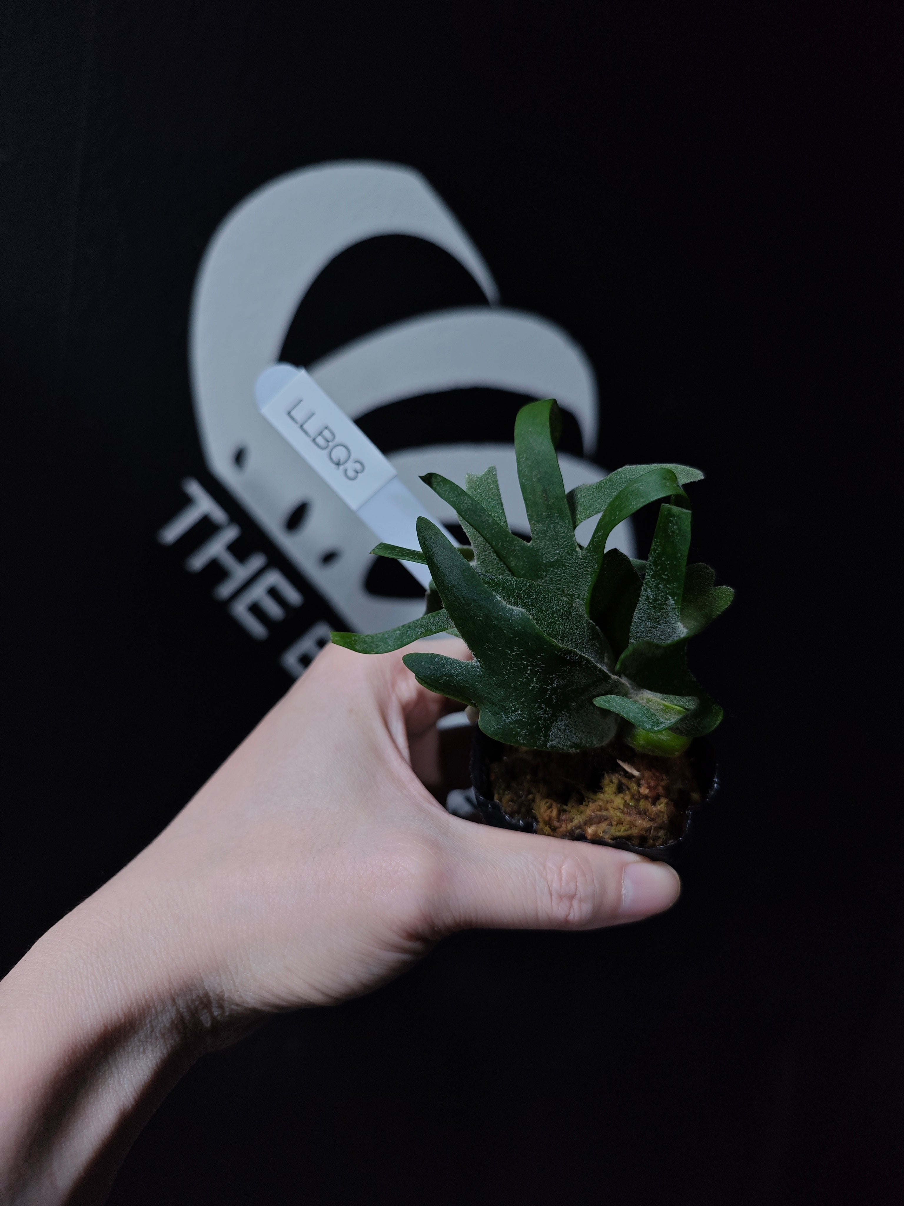 Platycerium Willinckii Dwarf “Bacteria” Sporeling - thebasements.com