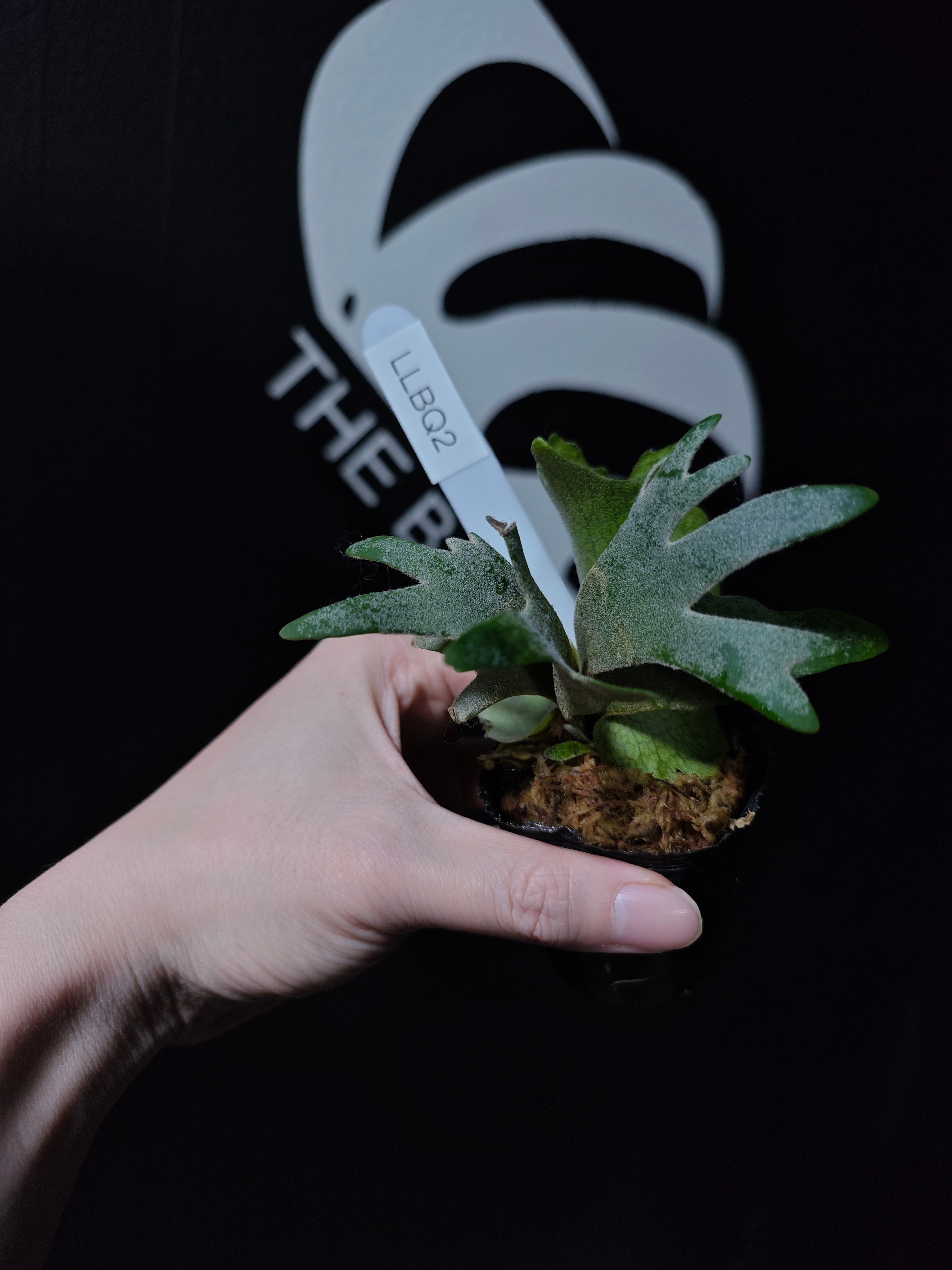 Platycerium Willinckii Dwarf “Bacteria” Sporeling - thebasements.com