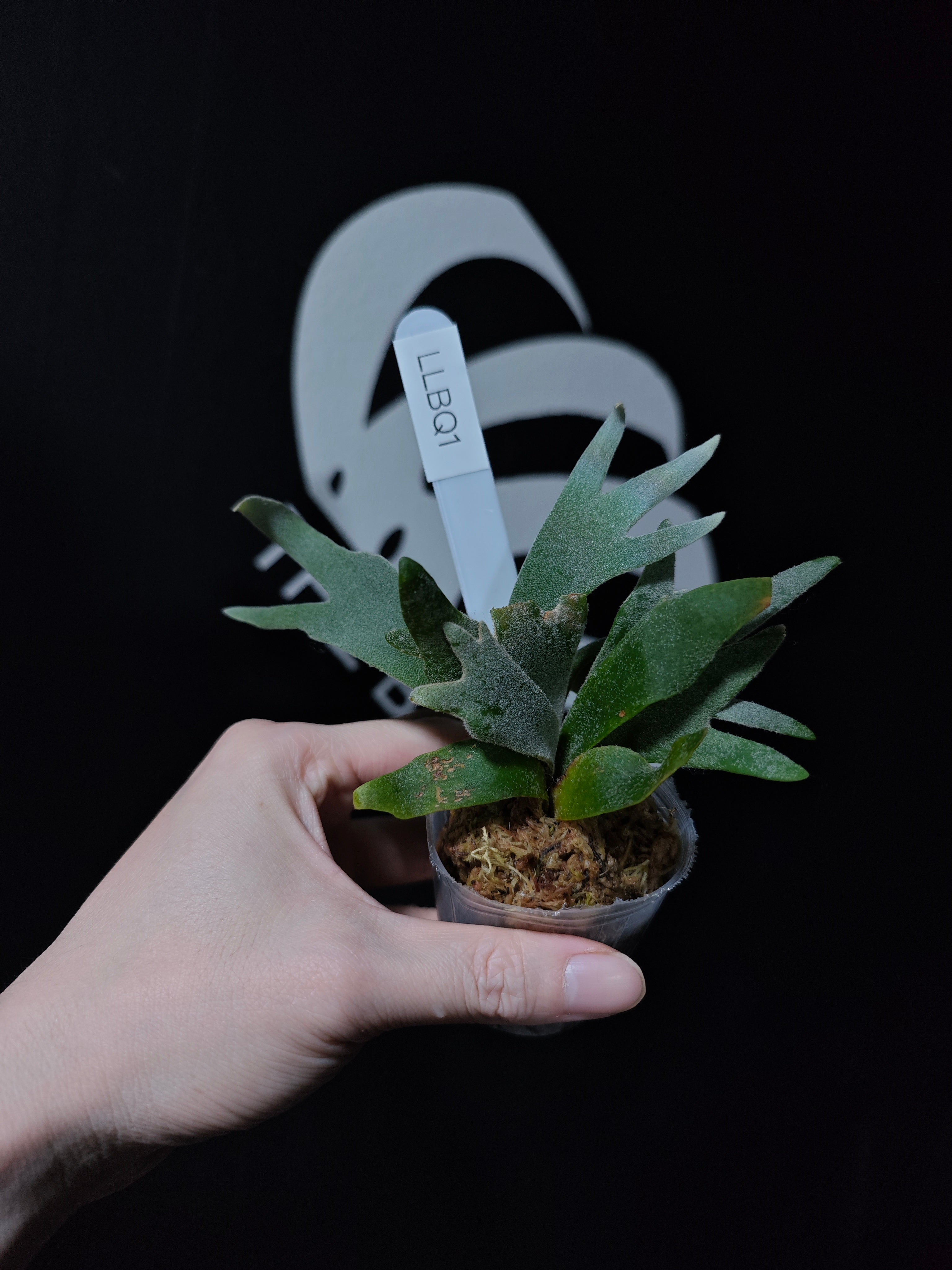 Platycerium Willinckii Dwarf “Bacteria” Sporeling - thebasements.com