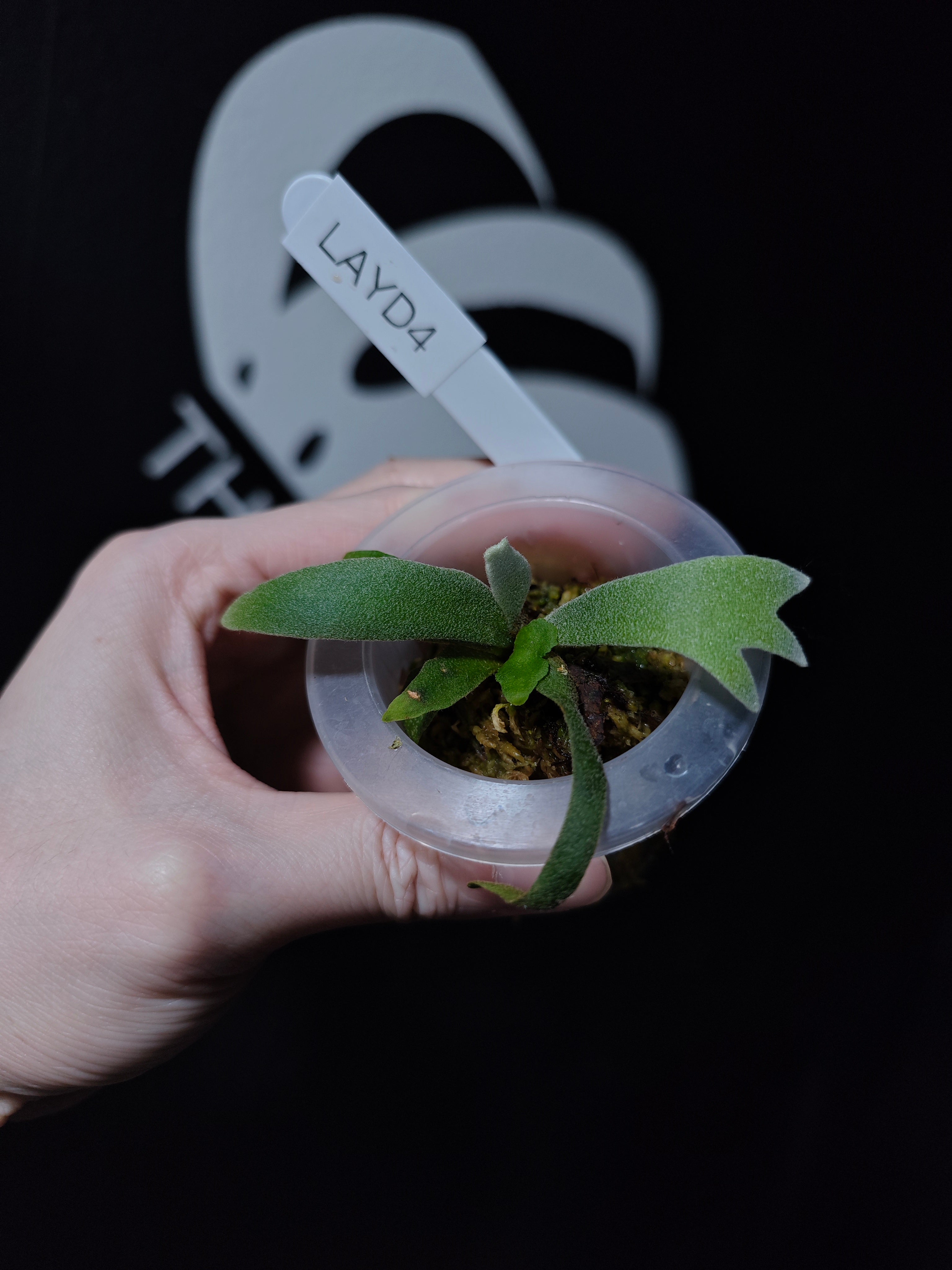 Platycerium Willinckii Aysun 月神 Sporeling - thebasements.com