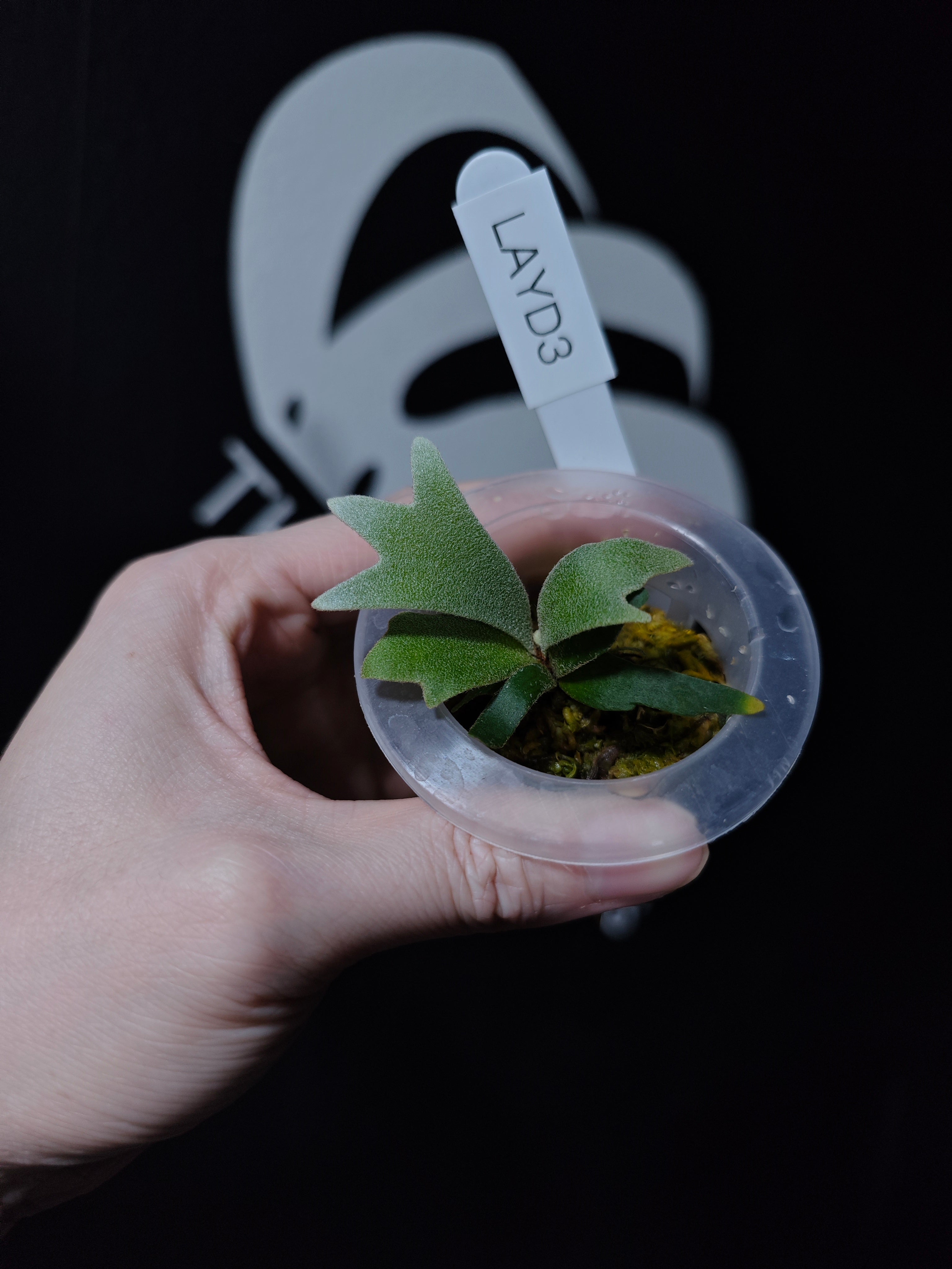 Platycerium Willinckii Aysun 月神 Sporeling - thebasements.com