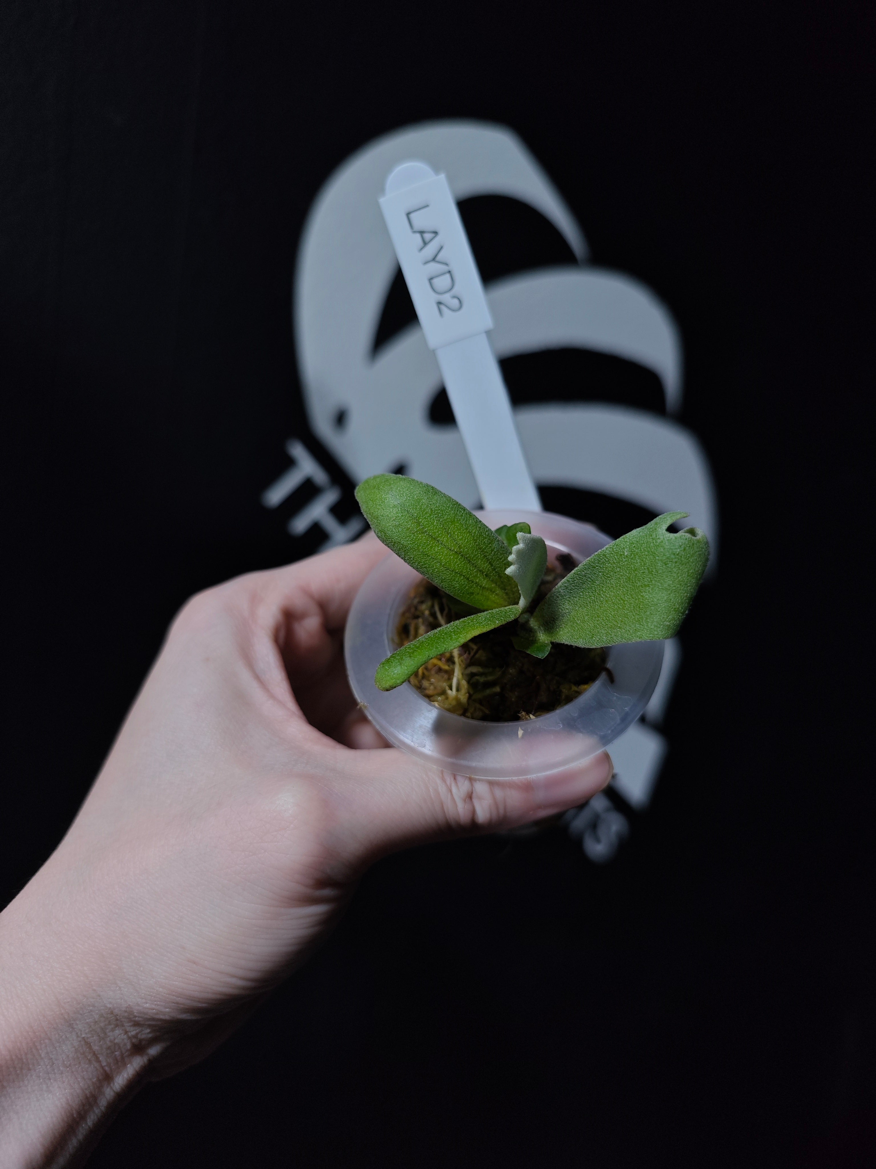 Platycerium Willinckii Aysun 月神 Sporeling - thebasements.com