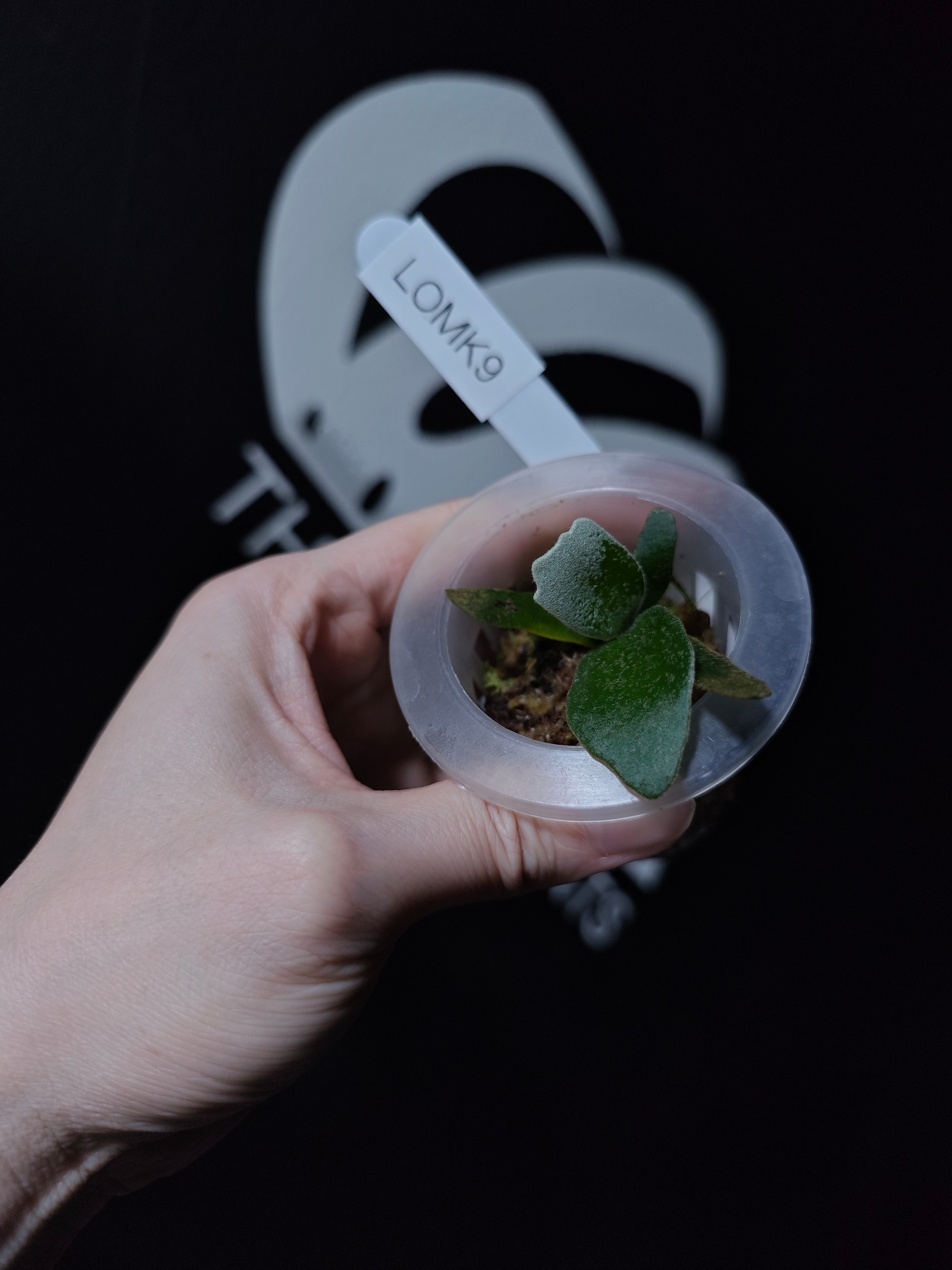 Platycerium Willinckii Dwarf “OMG” Sporeling - thebasements.com