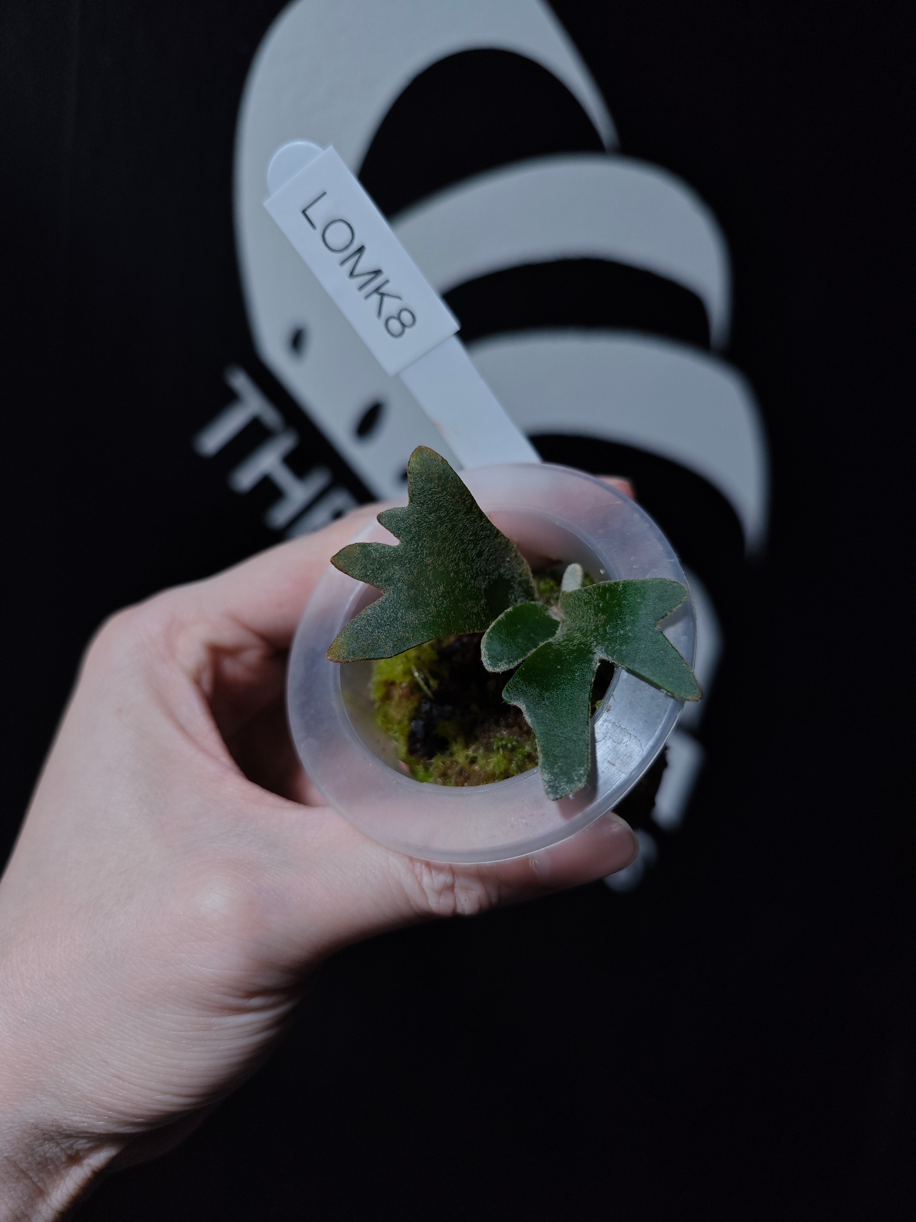 ビカクシダ willncky.dwarf OMG spore Platycerium Willinckii Dwarf “OMG” Sporeling - thebasements.com