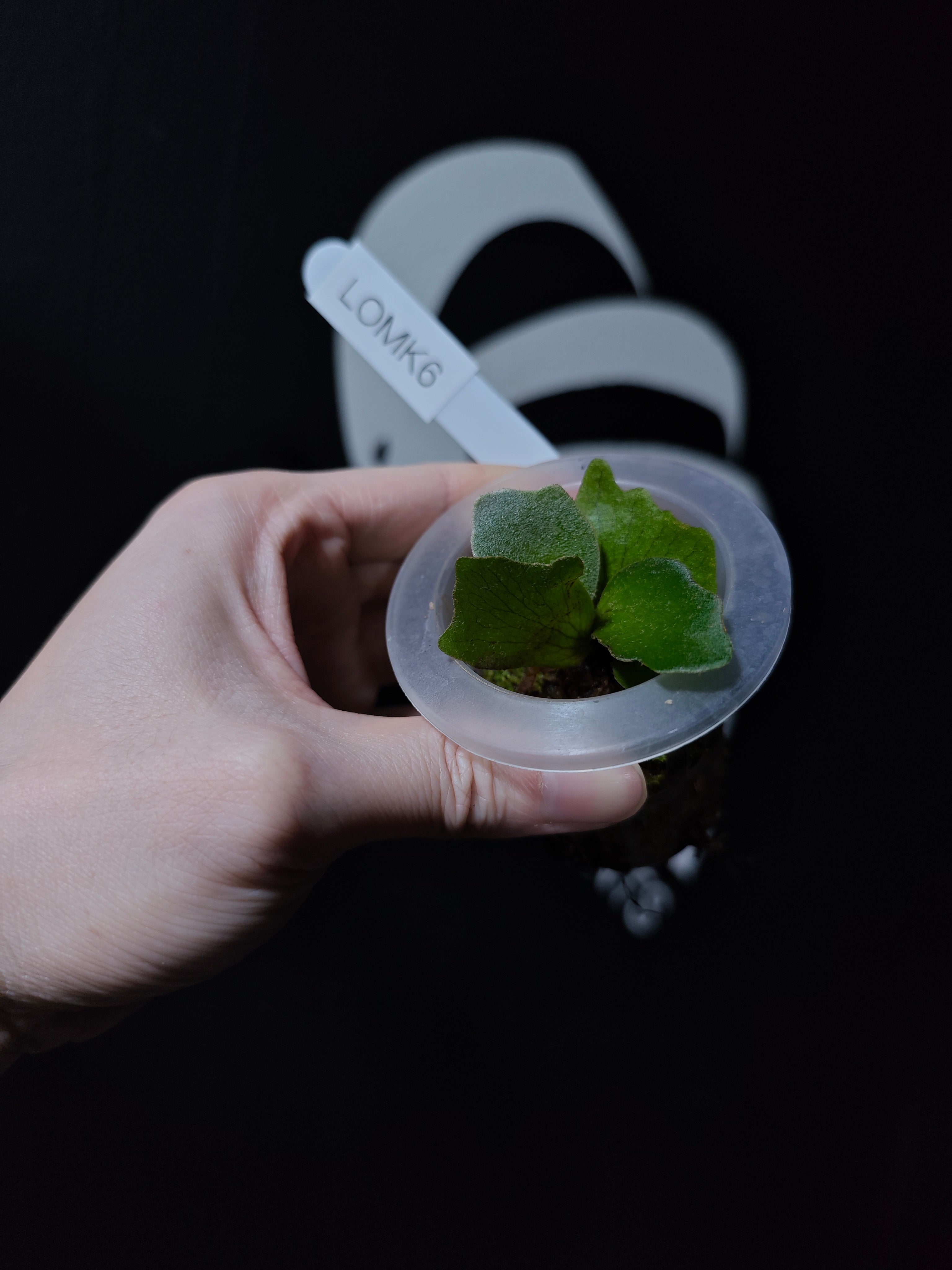 Platycerium Willinckii Dwarf “OMG” Sporeling - thebasements.com