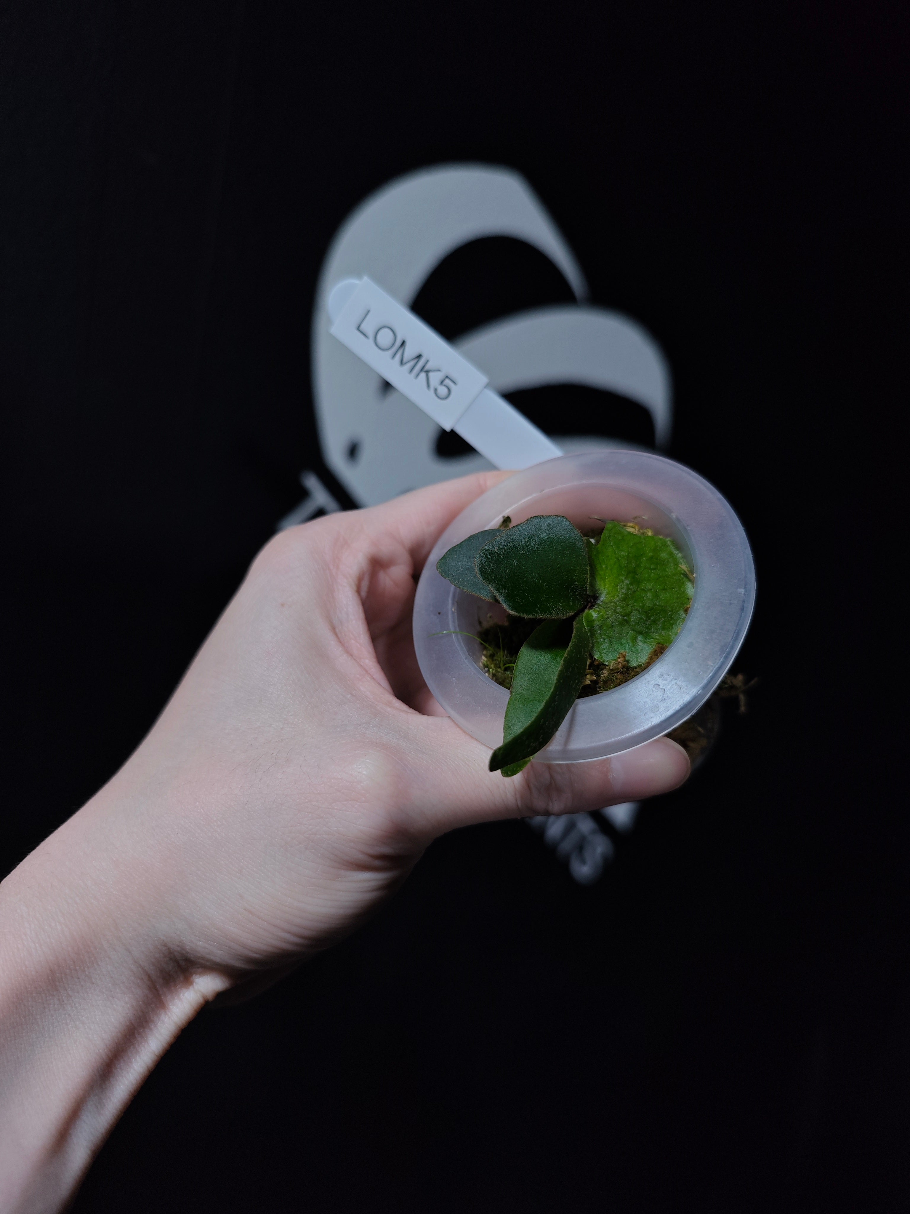 Platycerium Willinckii Dwarf “OMG” Sporeling - thebasements.com