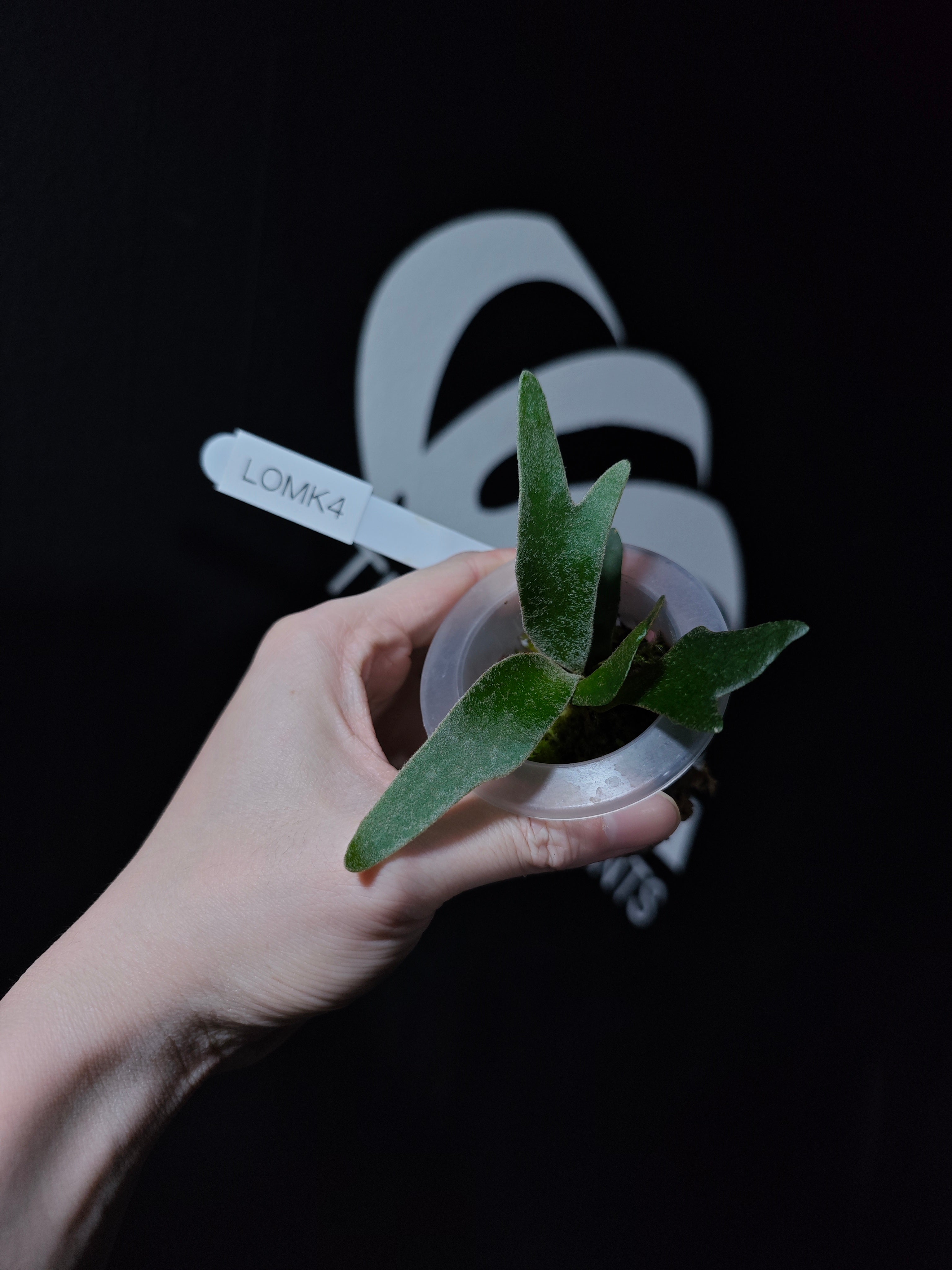 Platycerium Willinckii Dwarf “OMG” Sporeling - thebasements.com