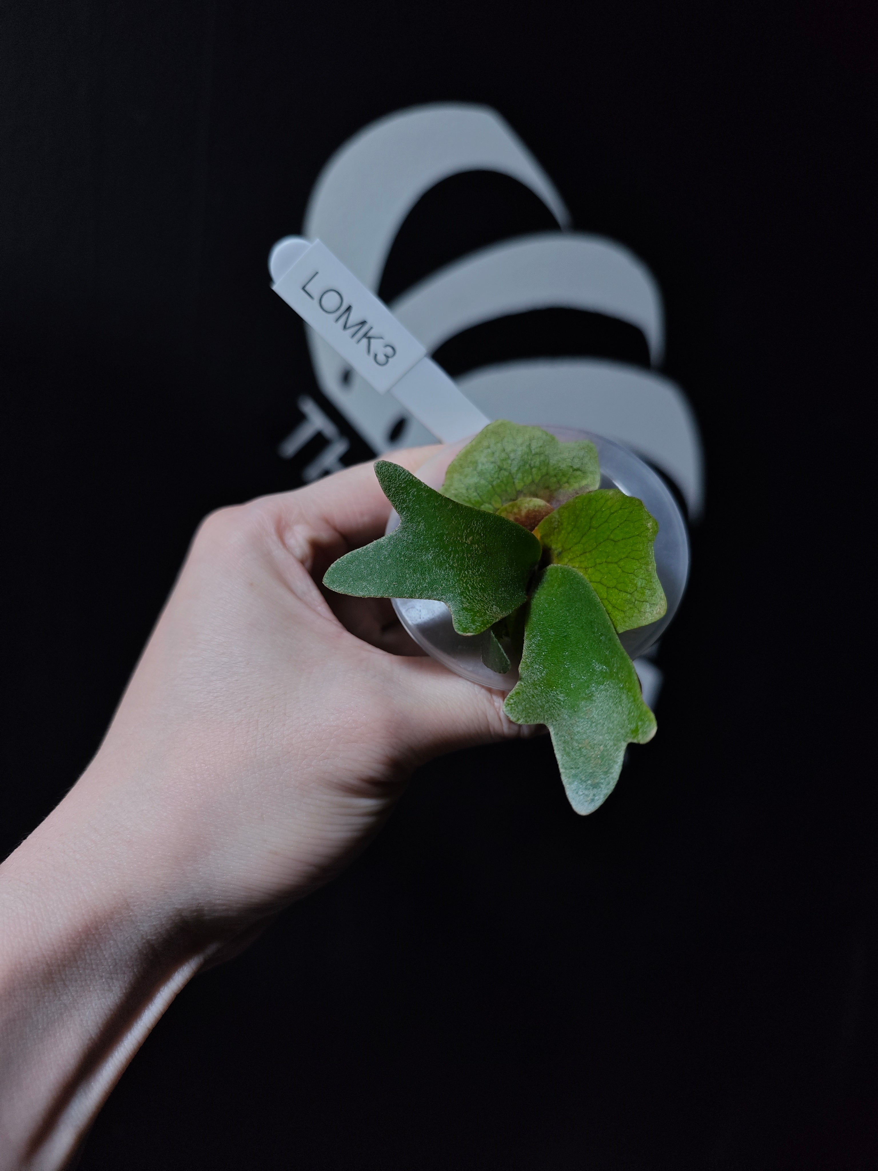 Platycerium Willinckii Dwarf “OMG” Sporeling - thebasements.com