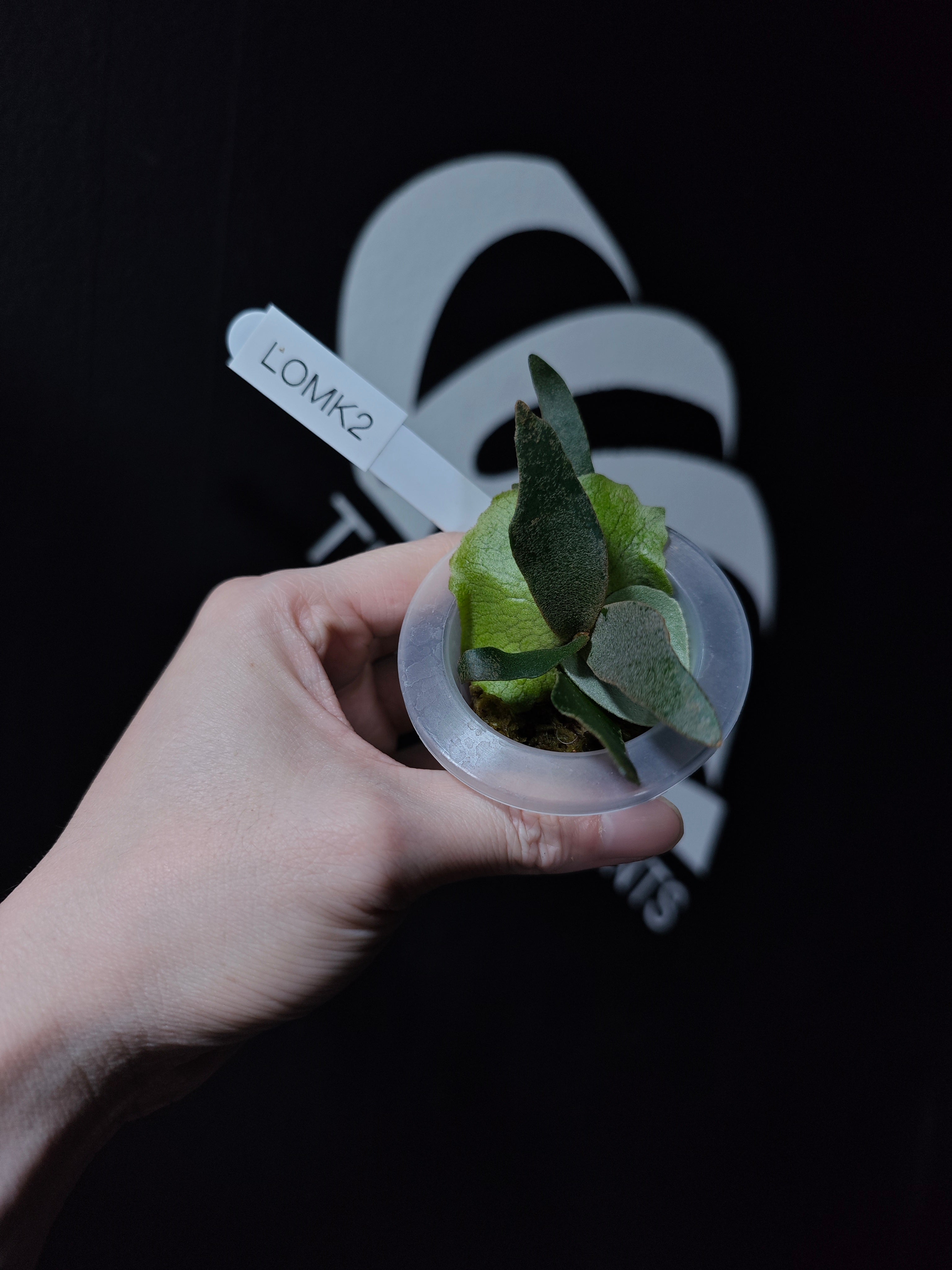 Platycerium Willinckii Dwarf “OMG” Sporeling - thebasements.com