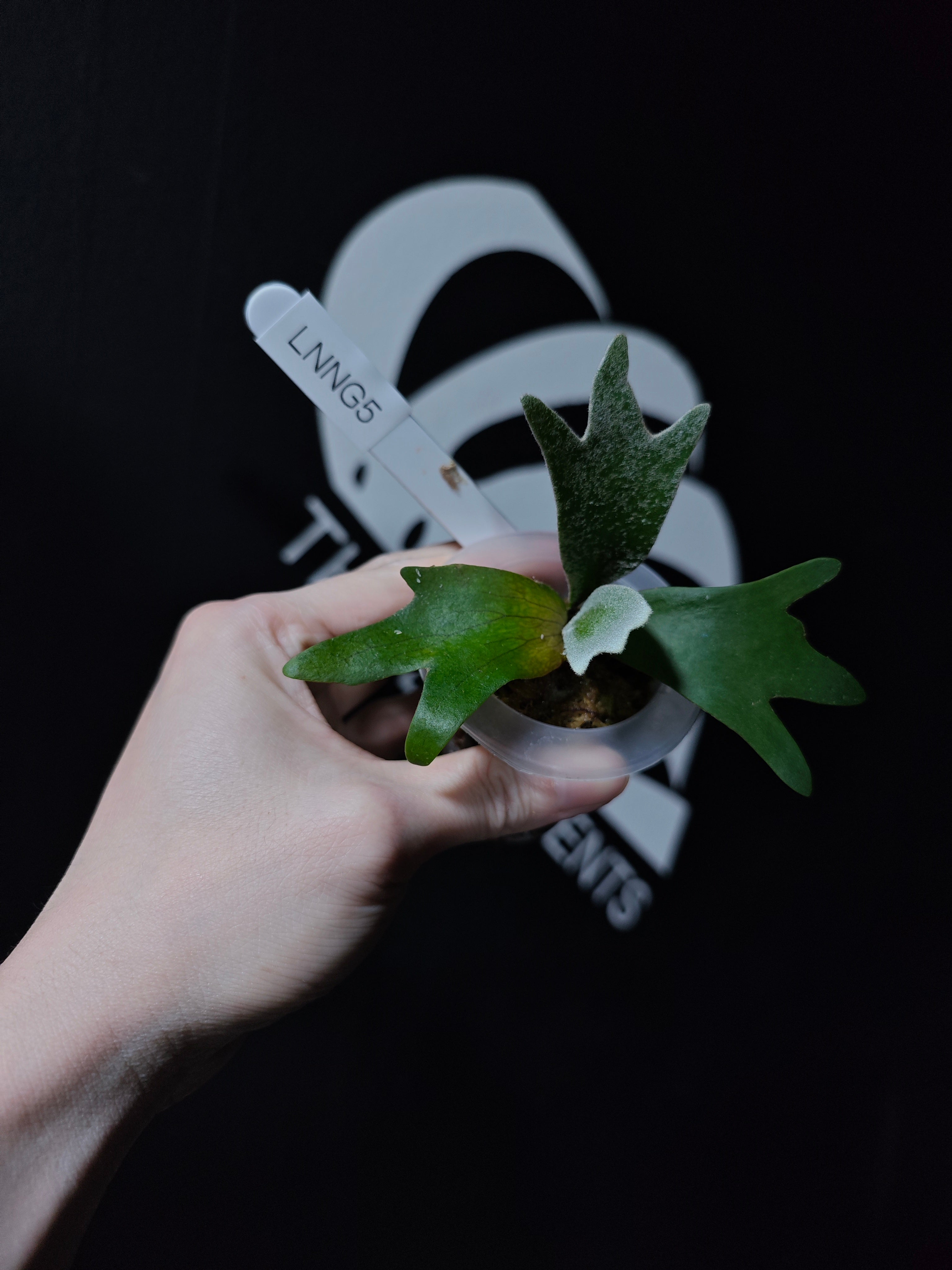 Platycerium willinckii 'Spur' シュプール ビカクシダ☆P. Willinckii 'Spur'☆Spur☆シュプール☆OC | Shop at