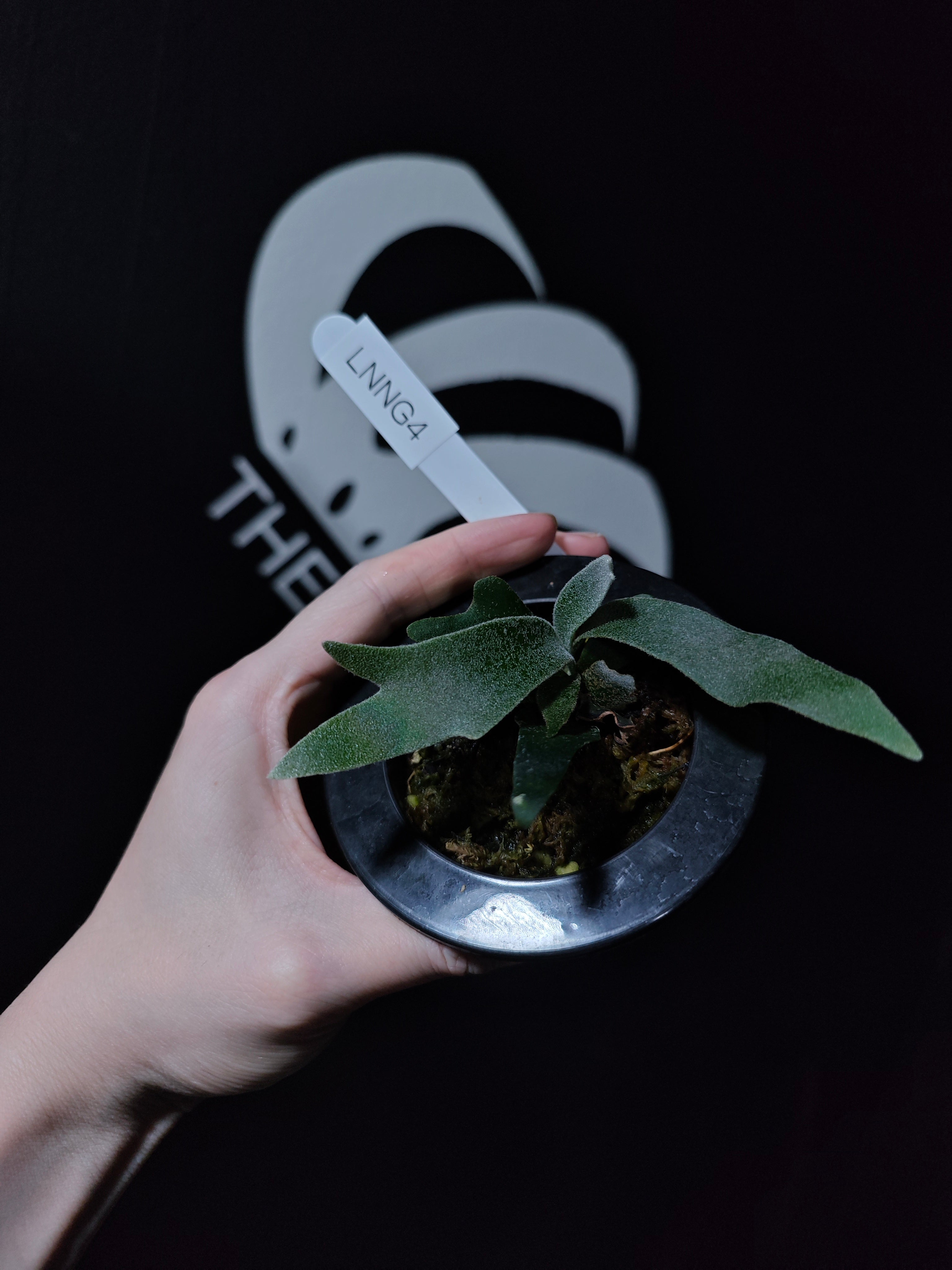 1764906666923.jpg?v=1765553191