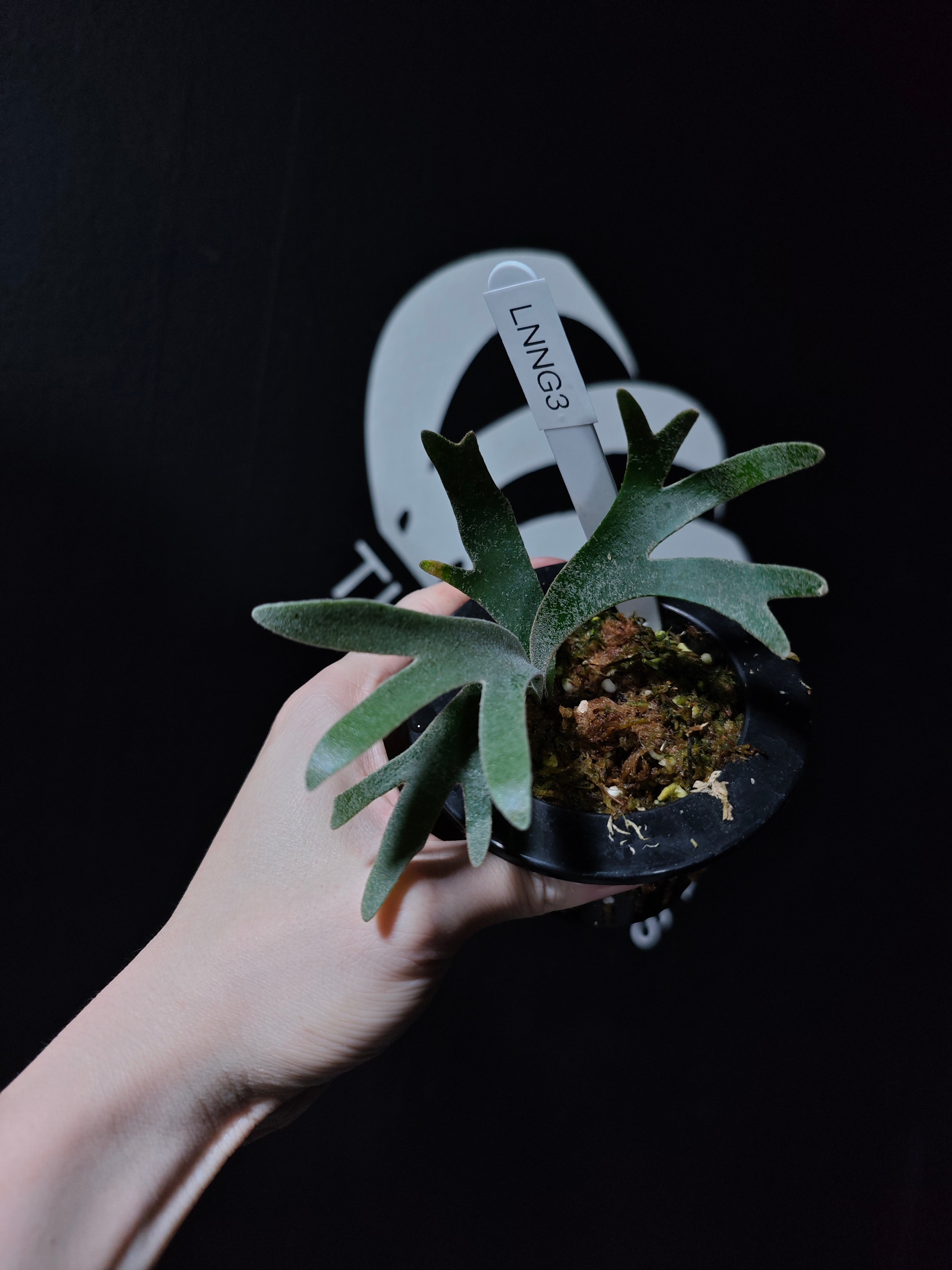 Platycerium Willinckii Dwarf “Nano” Sporeling - thebasements.com