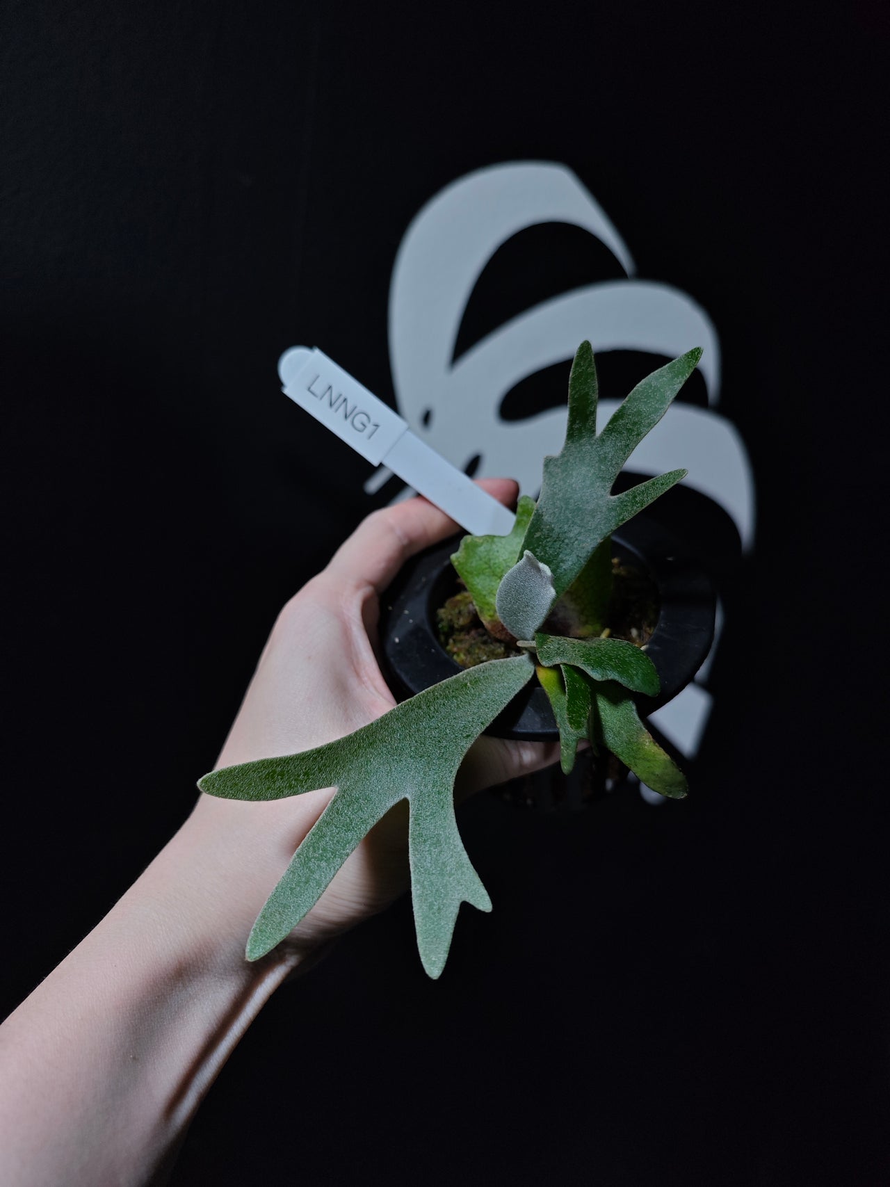 Platycerium Willinckii Dwarf “Nano” Sporeling