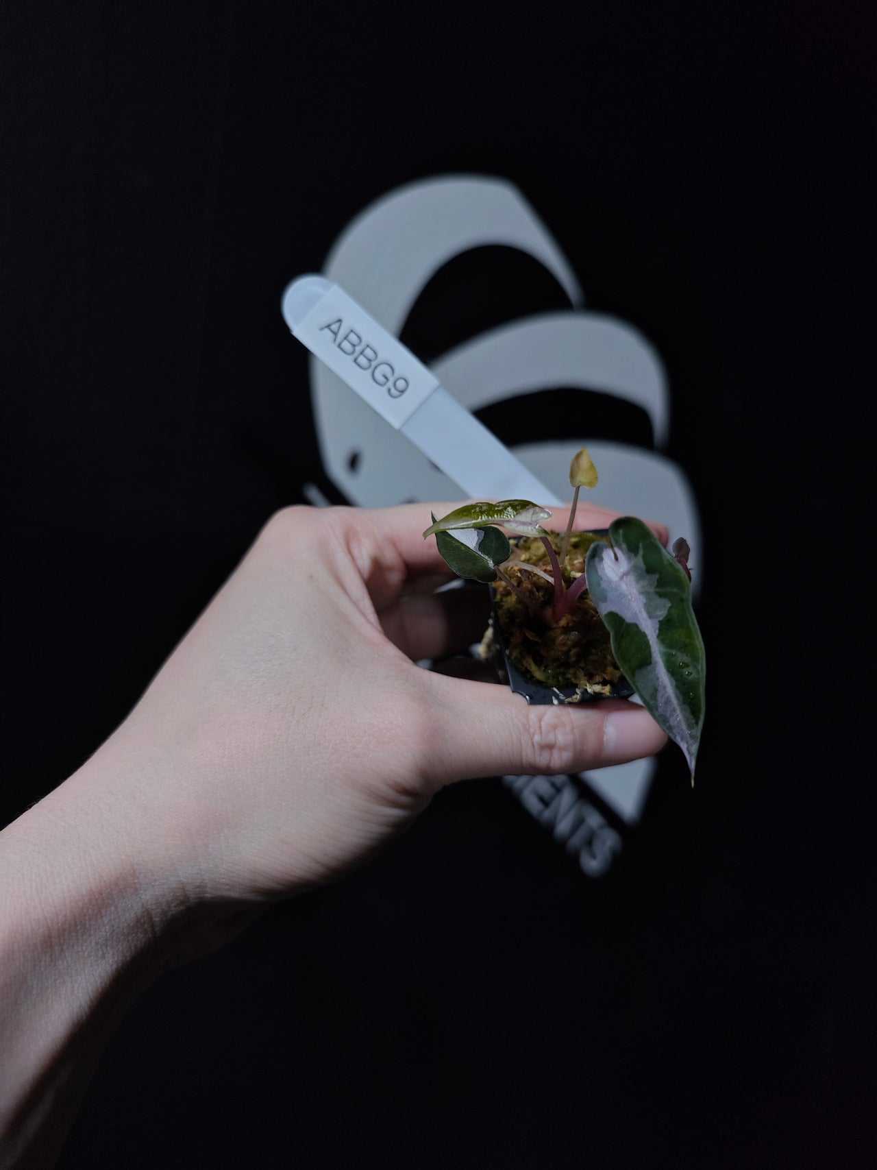 Alocasia Bambino High Variegated TC - thebasements.us