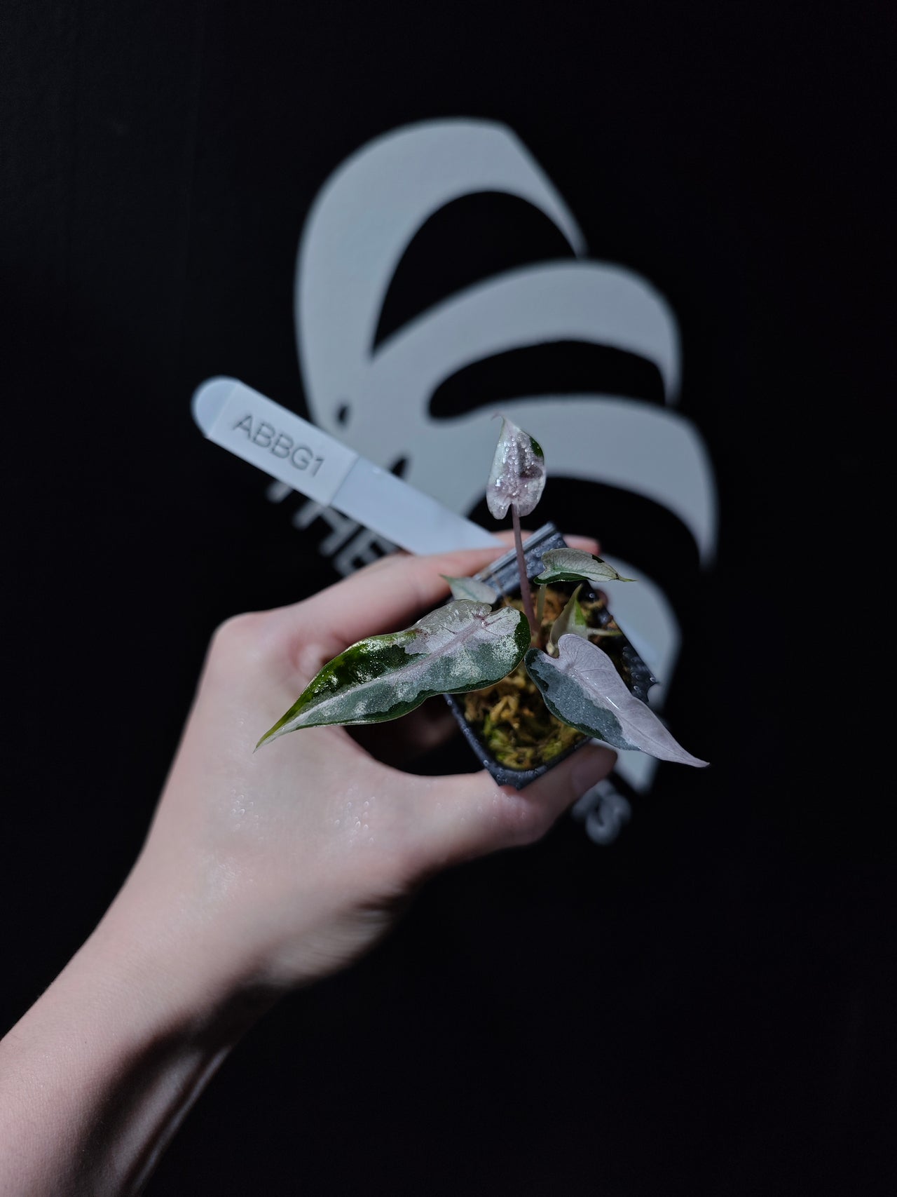 Alocasia Bambino High Variegated TC - thebasements.us