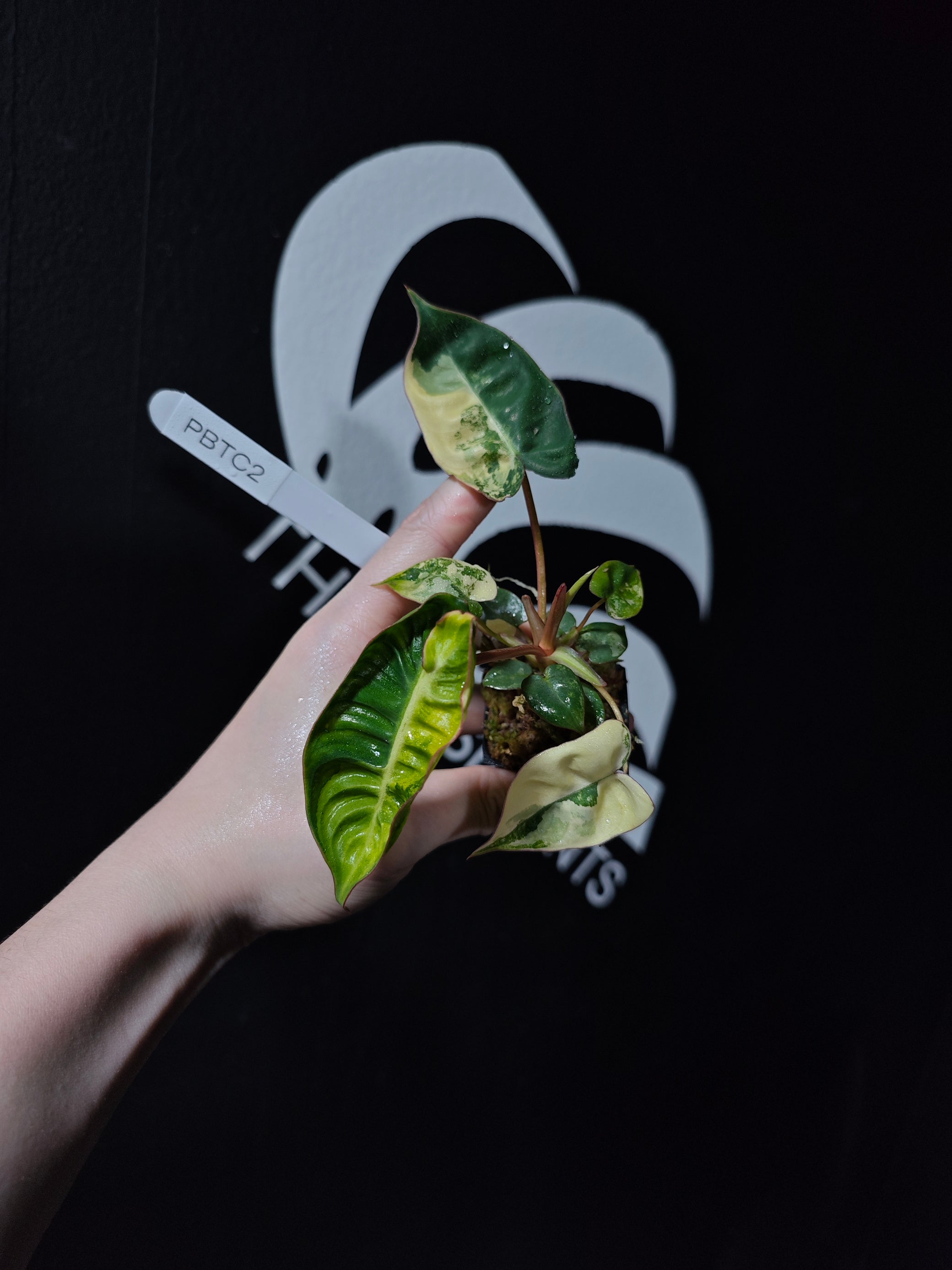 philodendron billietiae variegated singapore Philodendron Billietiae Variegated