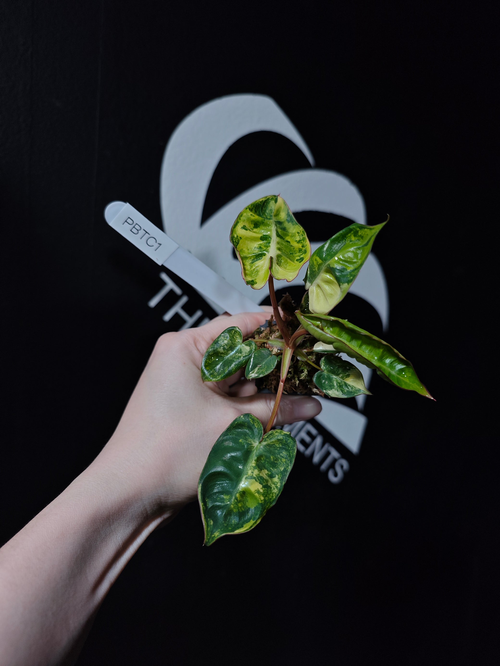 philodendron variegated varieties Philodendron Billietiae Variegated