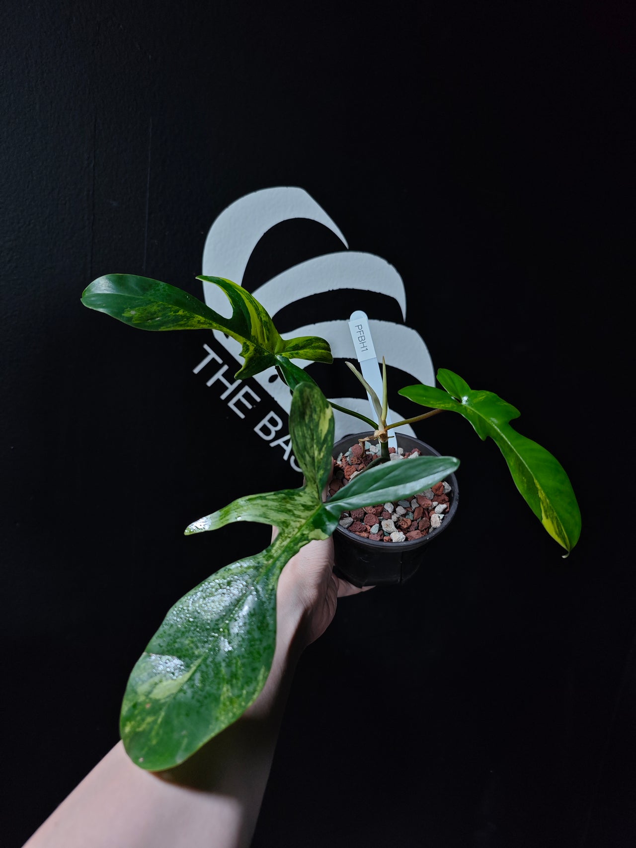 Philodendron Florida Beauty Variegated