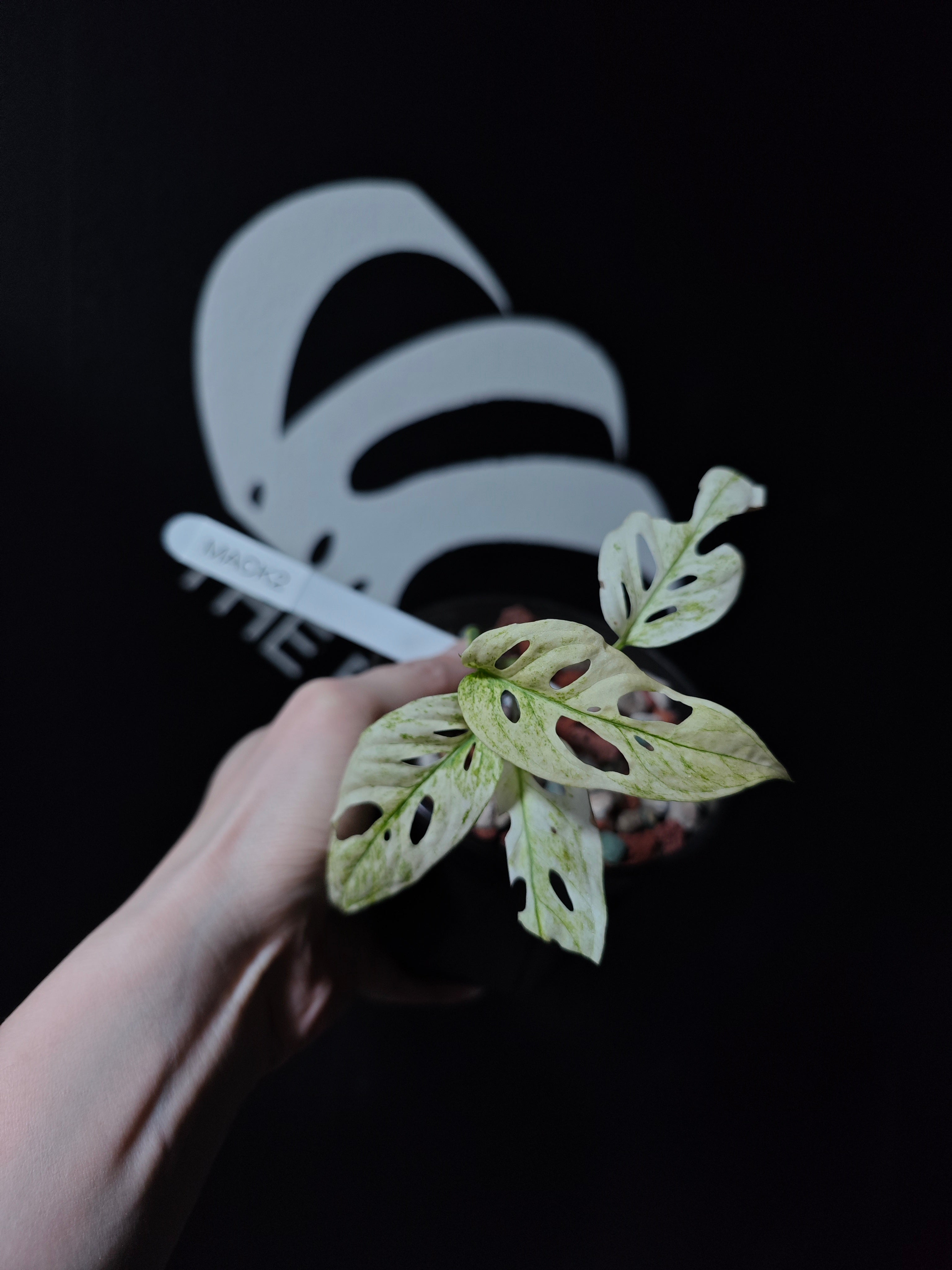 Monstera acuminata カット苗 Monstera Acuminata - #2796 | Royer's flowers and gifts - Flowers