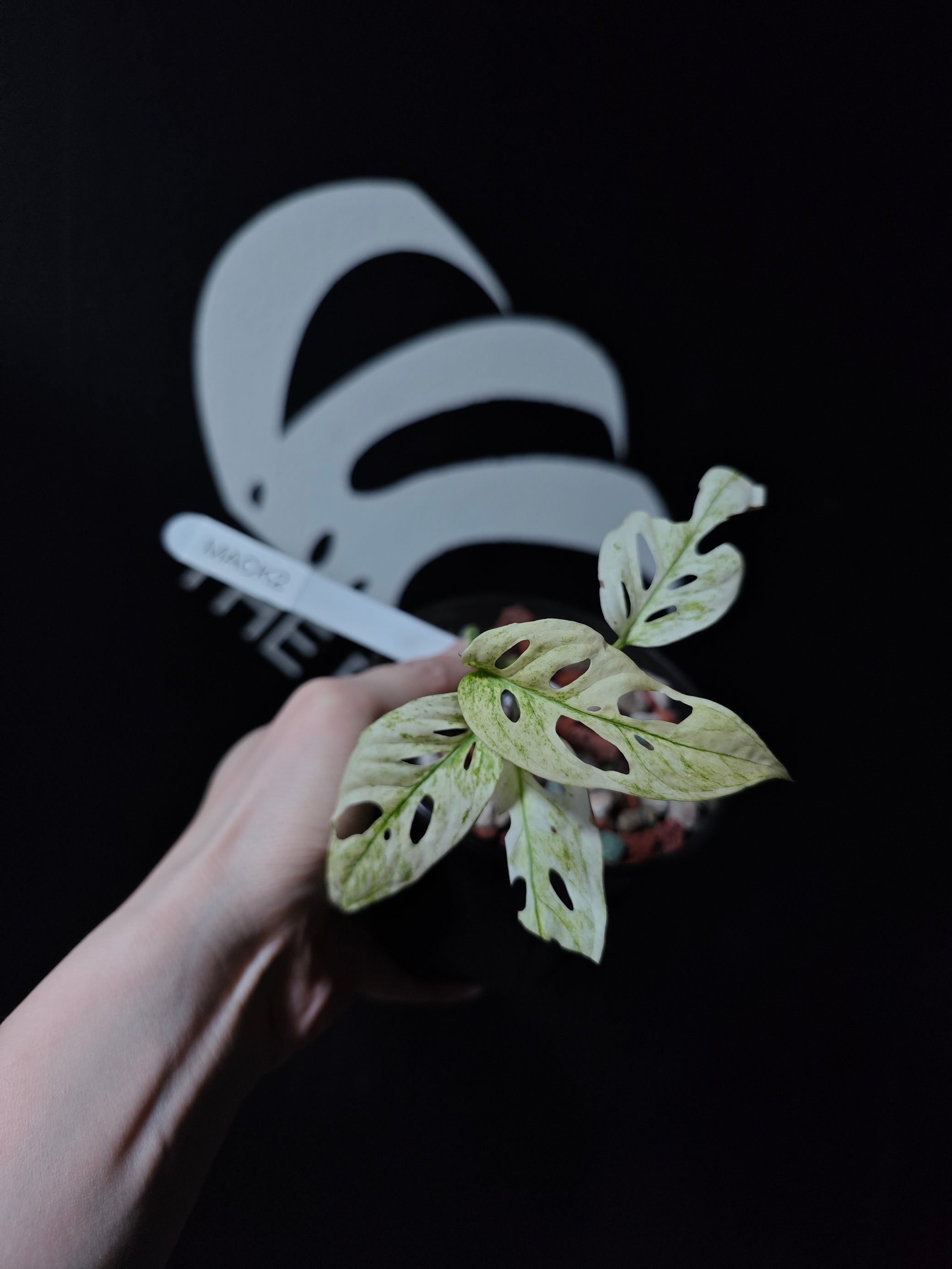 monstera adansonii acuminata Monstera Acuminata Mint