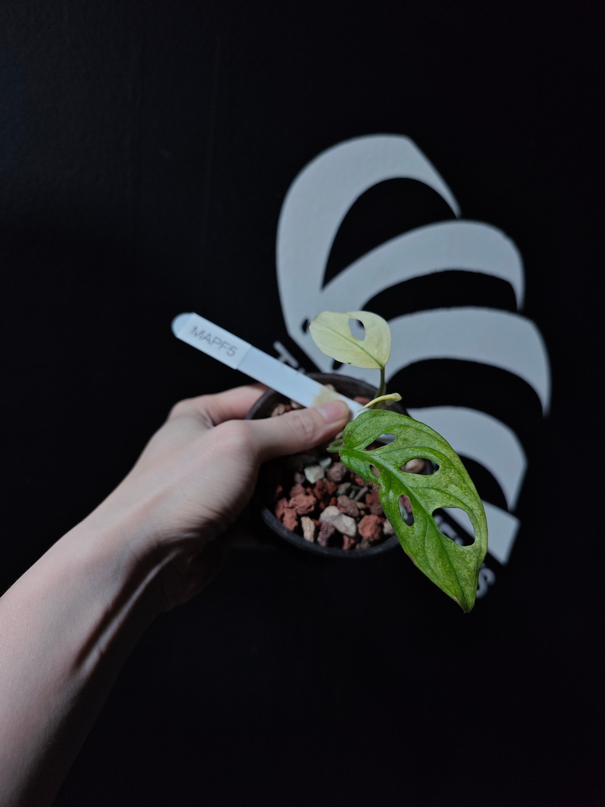 Monstera Adansonii Archipelago - thebasements.com