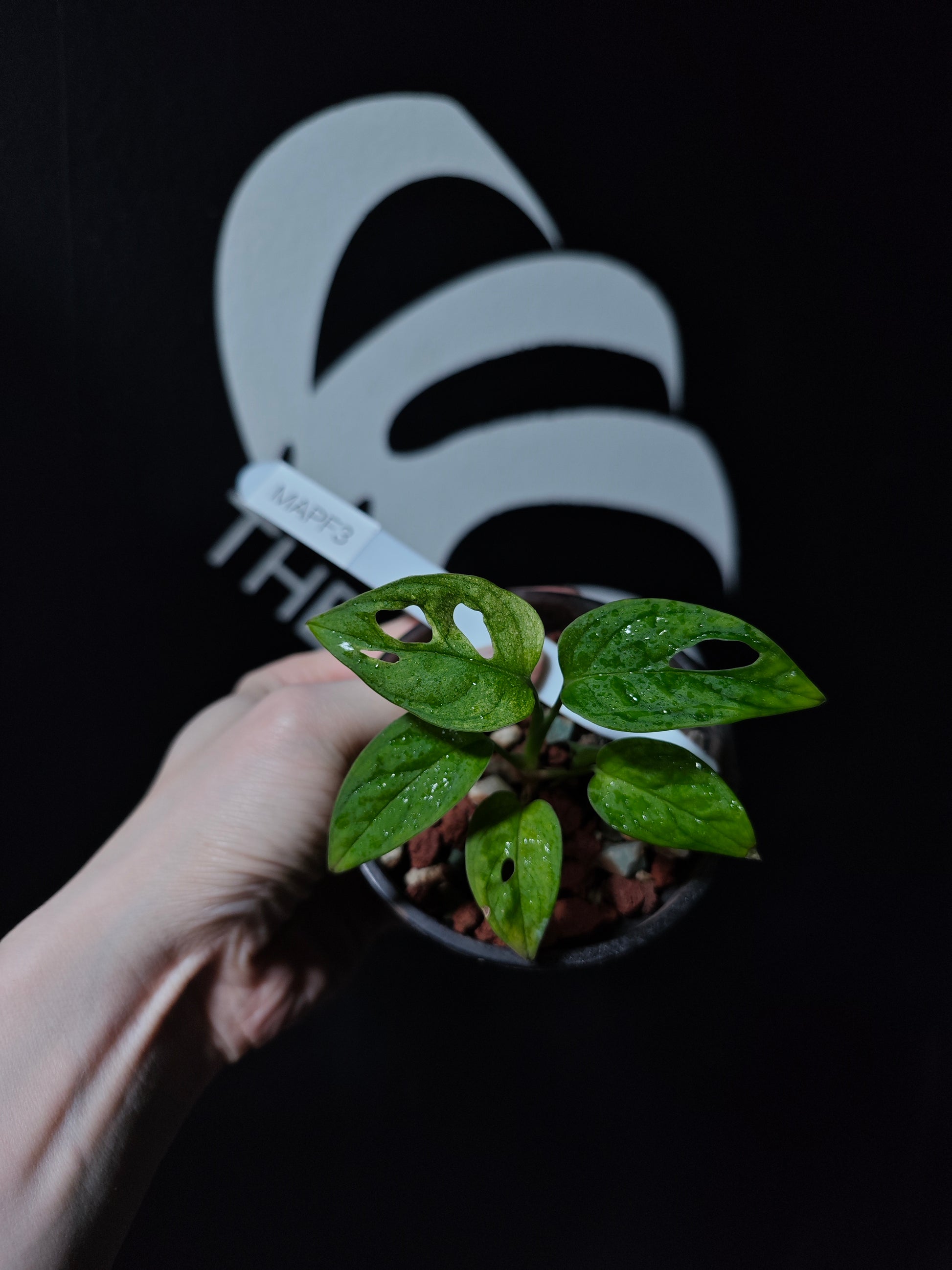 Monstera Adansonii Archipelago - thebasements.com