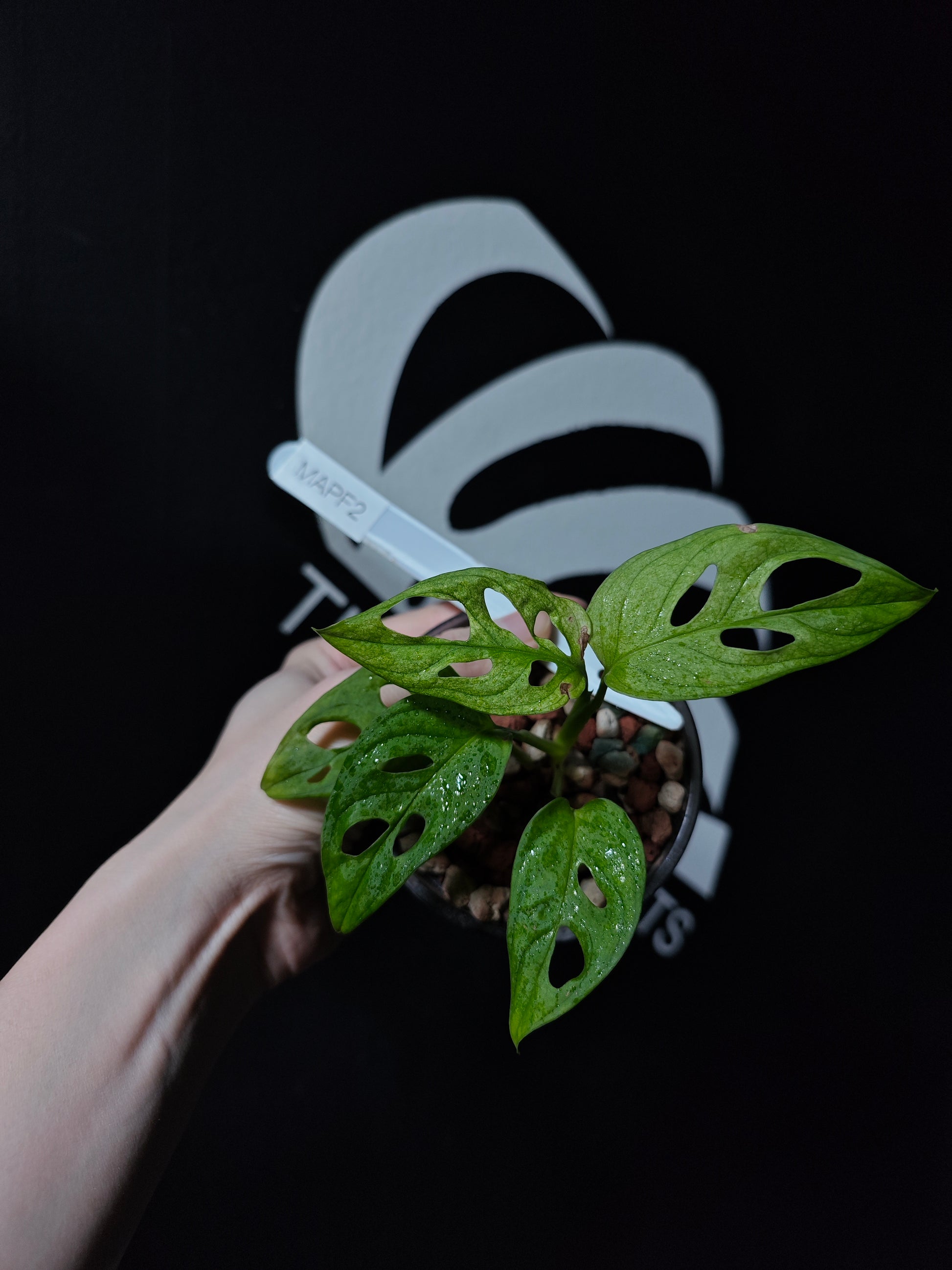monstera adansonii variegata archipelago Monstera Adansonii Archipelago