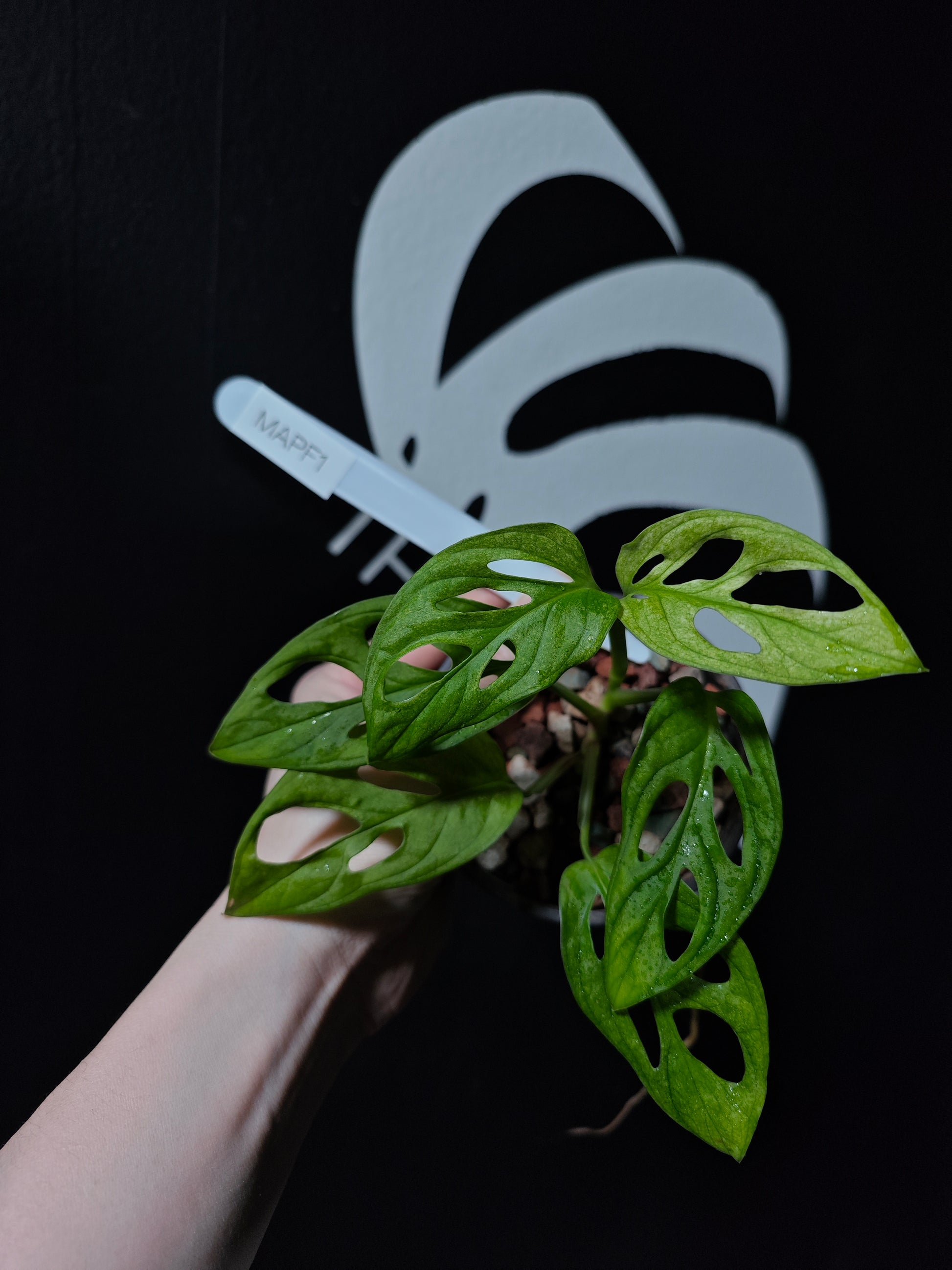 monstera adansonii origin Monstera Adansonii Archipelago