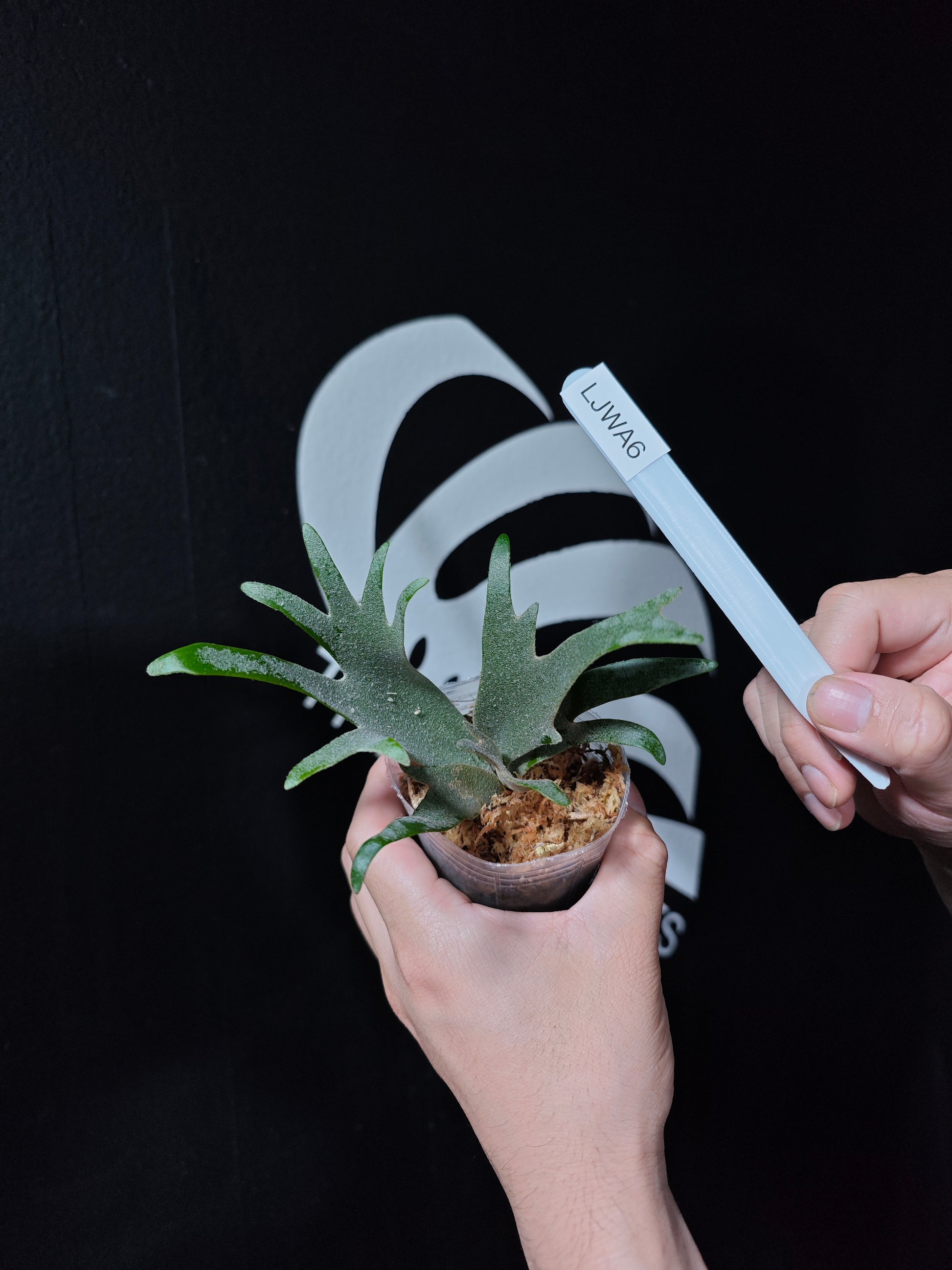 Platycerium Willinckii Jewel Sporeling - thebasements.com