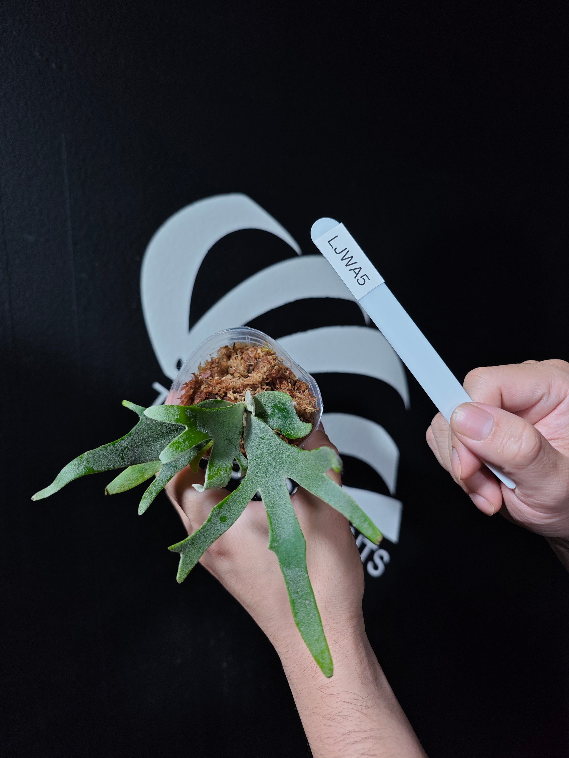 Platycerium Willinckii Jewel Sporeling - thebasements.com