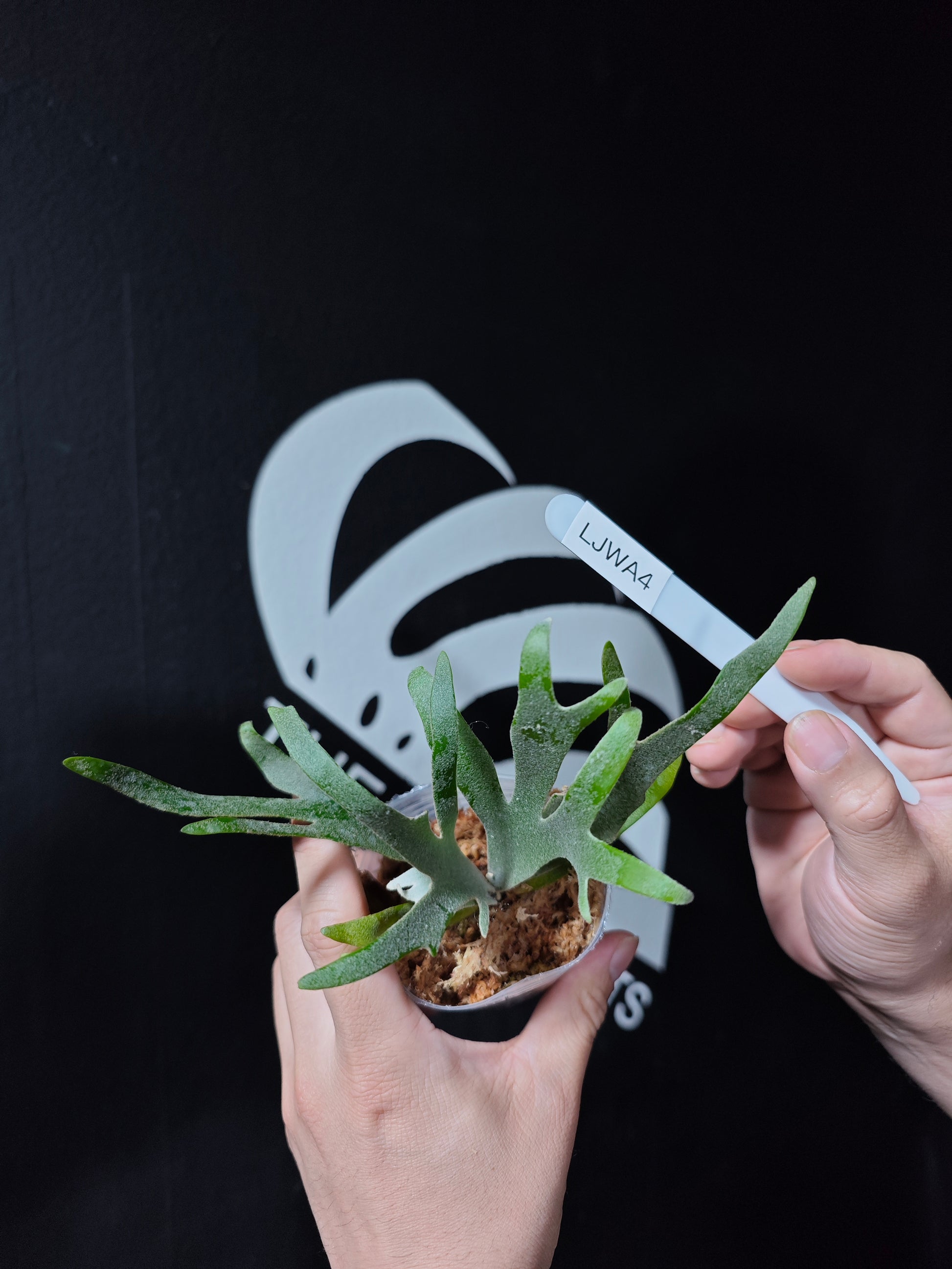 Platycerium Willinckii Jewel Sporeling - thebasements.com