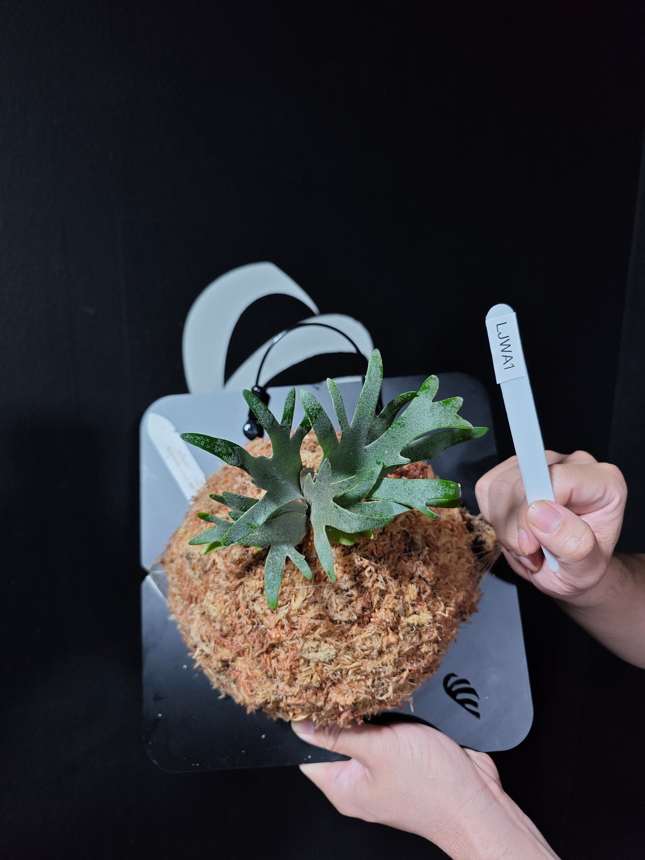 Platycerium Willinckii Jewel Sporeling